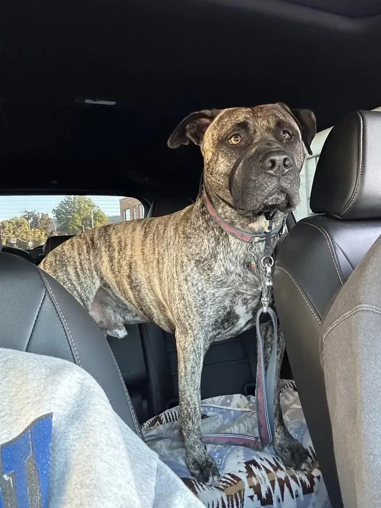 A large brindle-coated dog standing on the backseat of a car, looking out of the window.