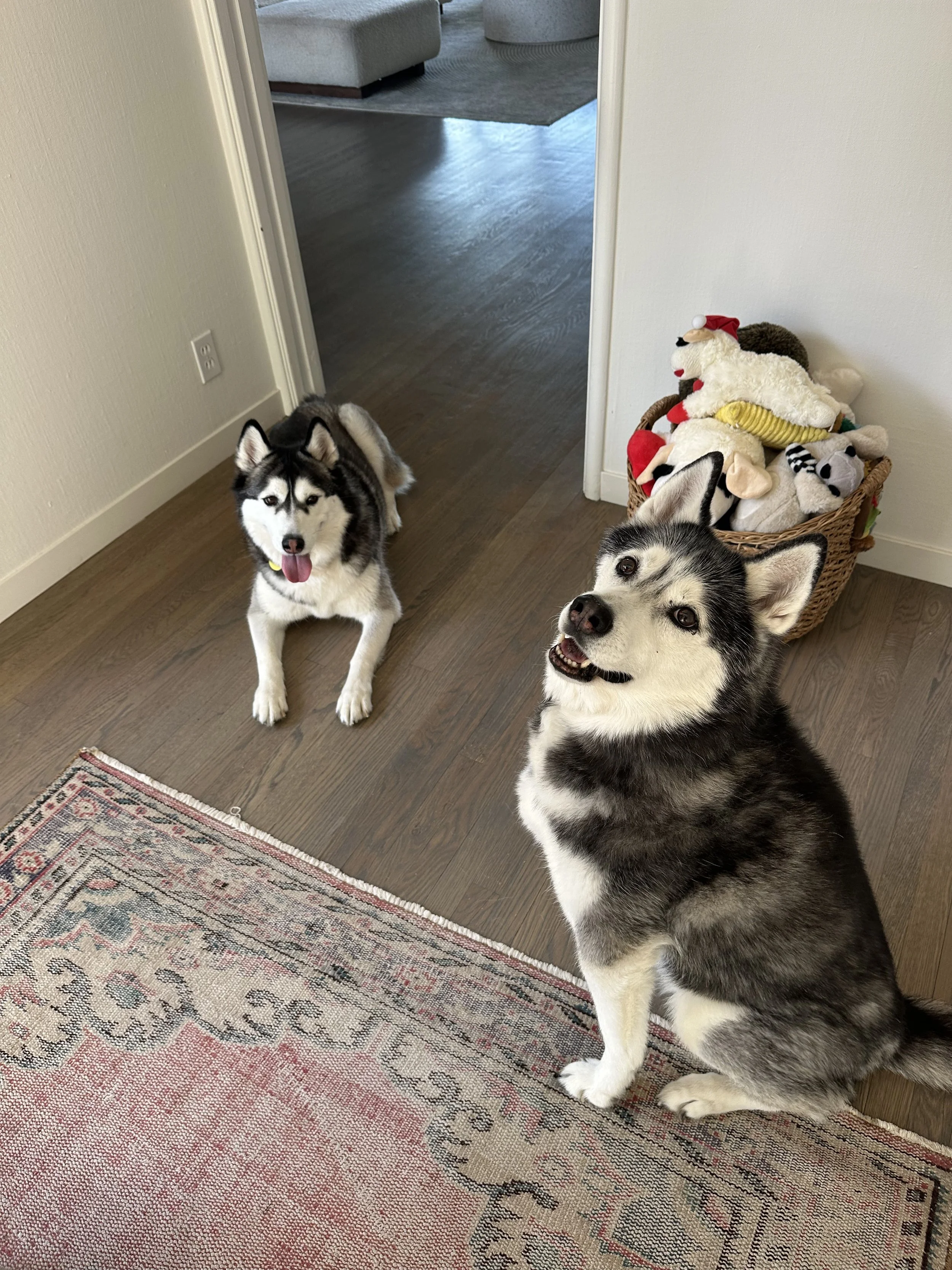 Two Siberian Huskies sitting on a rug in a home, with a basket of stuffed animals nearby.