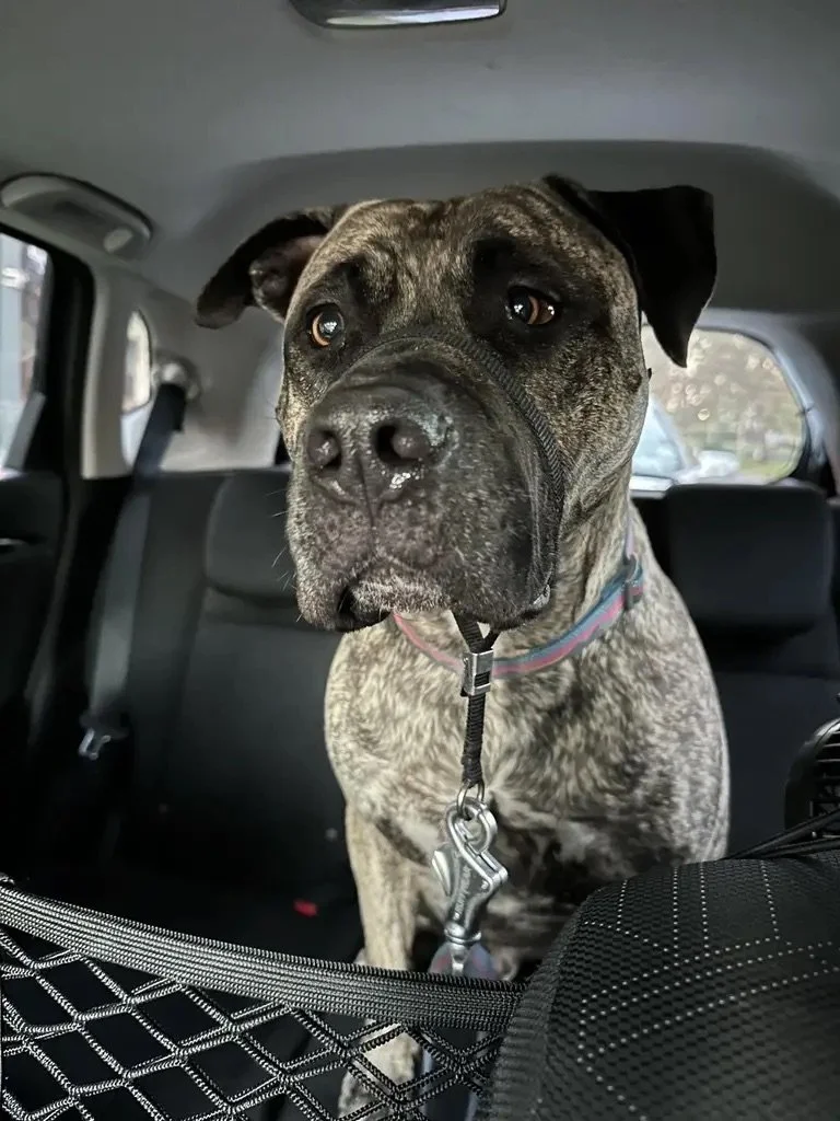 A brindle-colored dog with a black nose and expressive eyes sitting inside a car, looking curiously at the camera.
