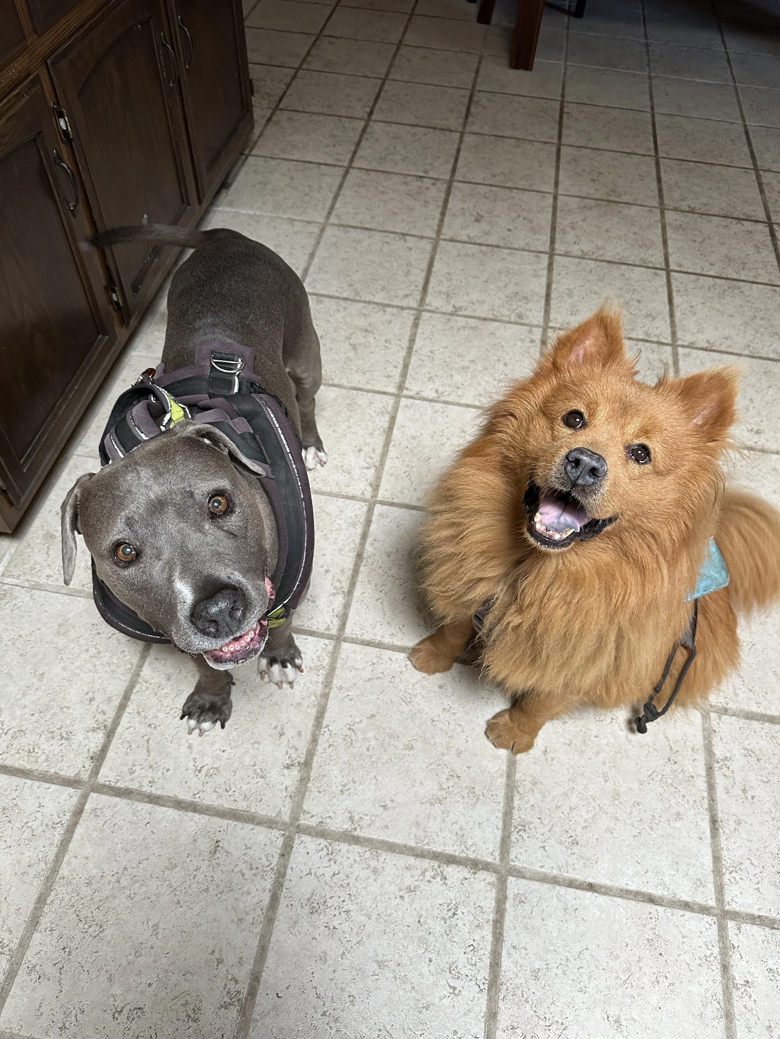 Two happy dogs on a tiled kitchen floor looking up at the camera, one gray with a harness and one fluffy orange with a blue vest.