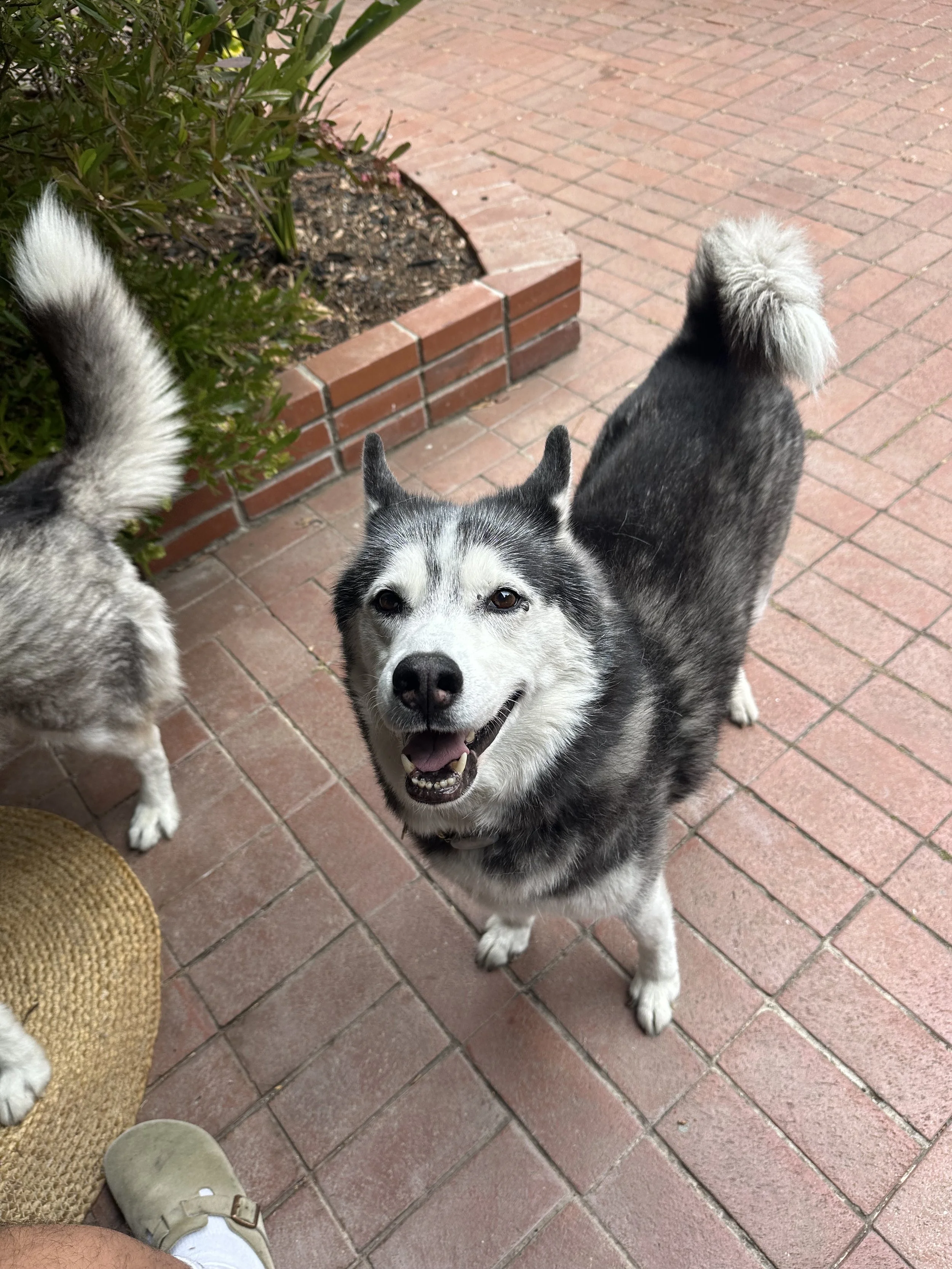 Smiling black and white husky standing on a red brick patio next to a bush with another husky partially visible on the left.