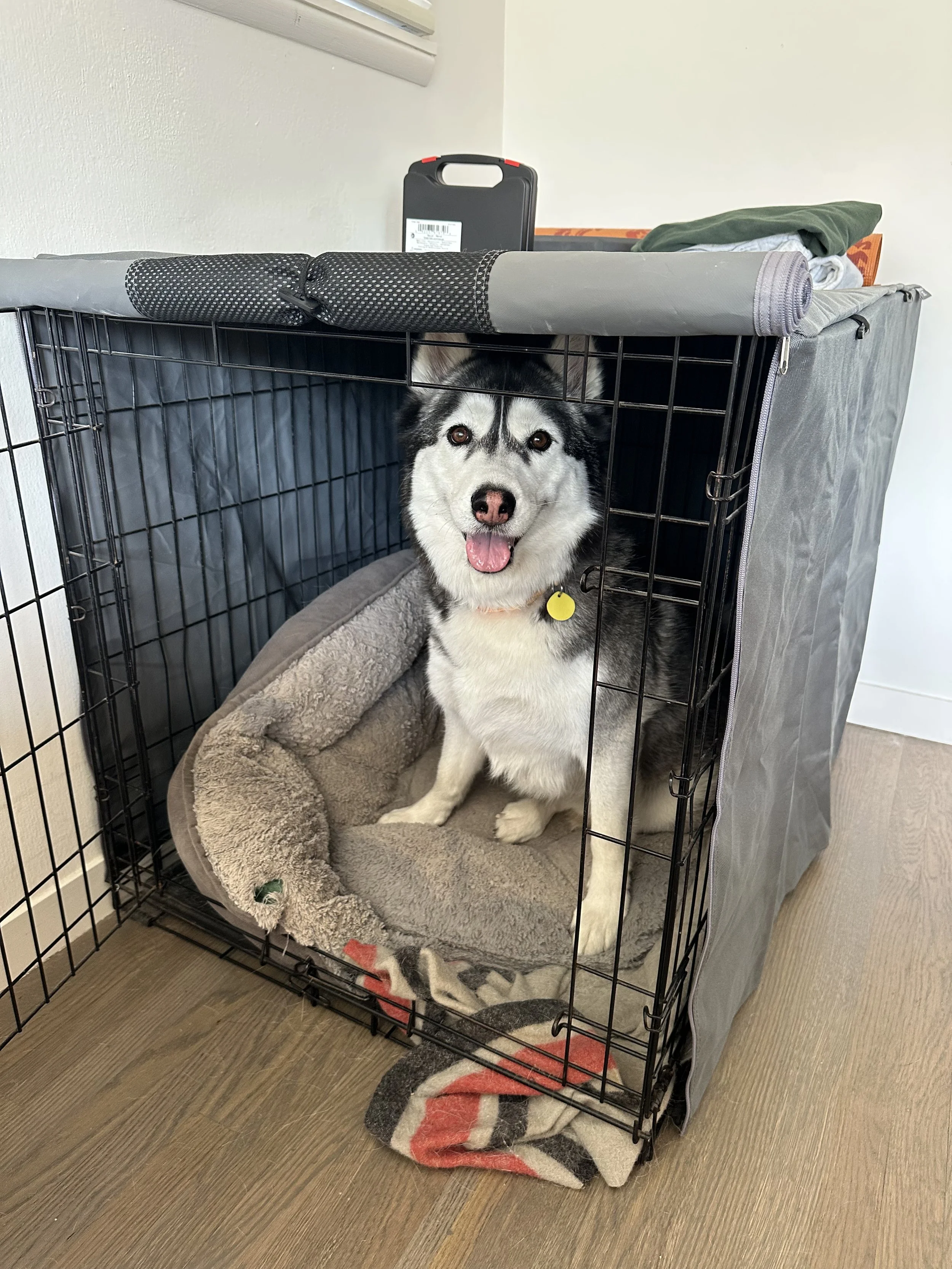 A happy Siberian Husky dog sitting inside a metal crate with a soft dog bed, on a wooden floor, in a room with an air conditioning unit on the wall.