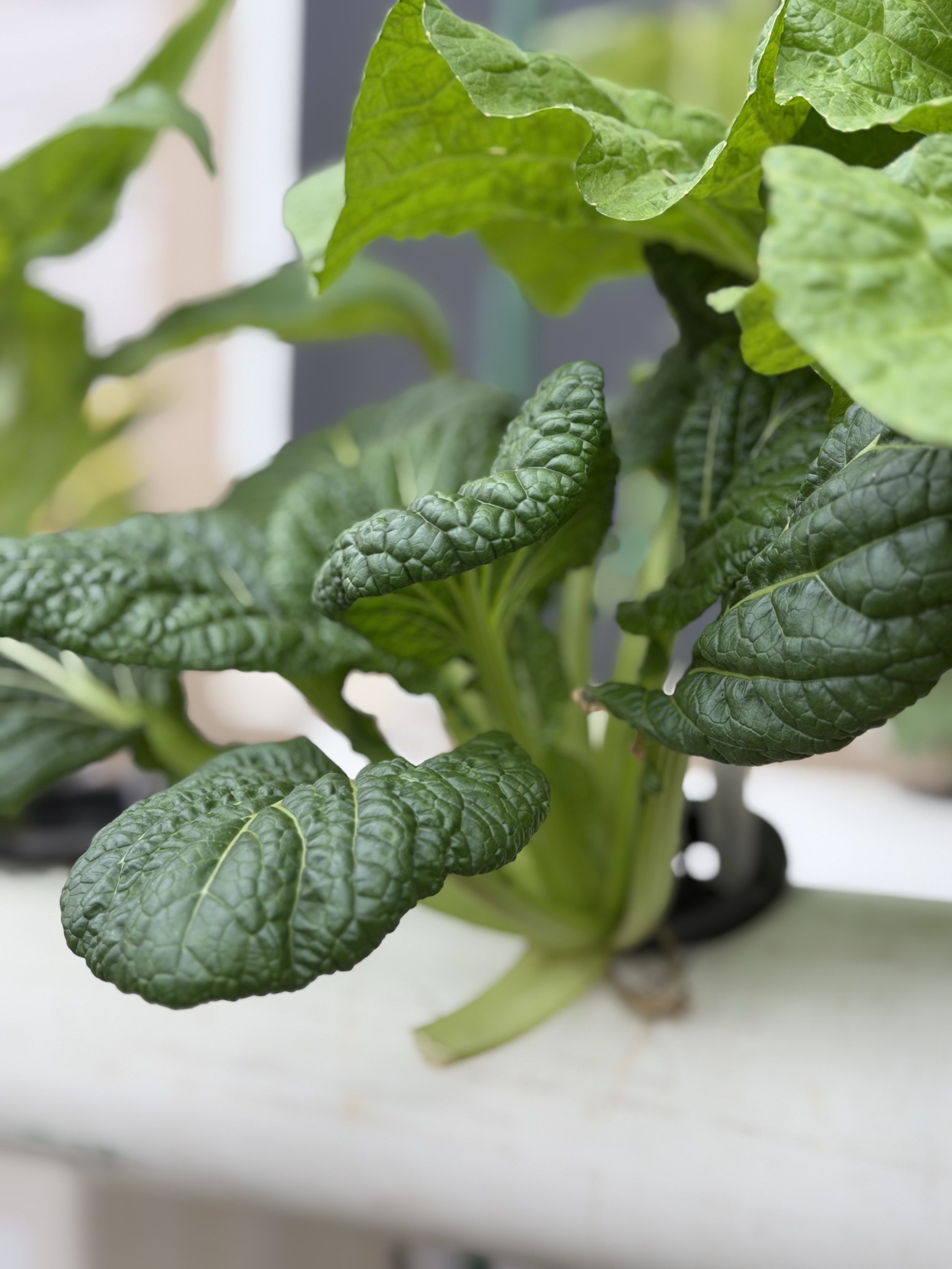 Close-up of green herbs, likely basil and mint, in a pot on a white surface with a blurred background.