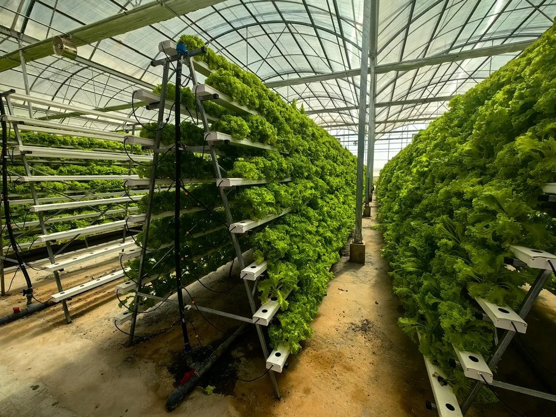 A-Frame NFT hydroponic system