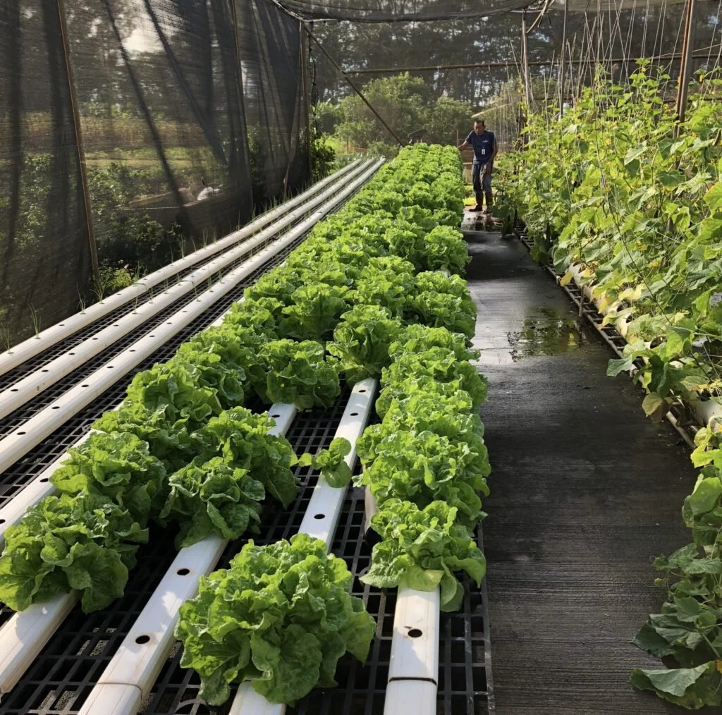NFT hydroponic system in school greenhouse with lettuce rows