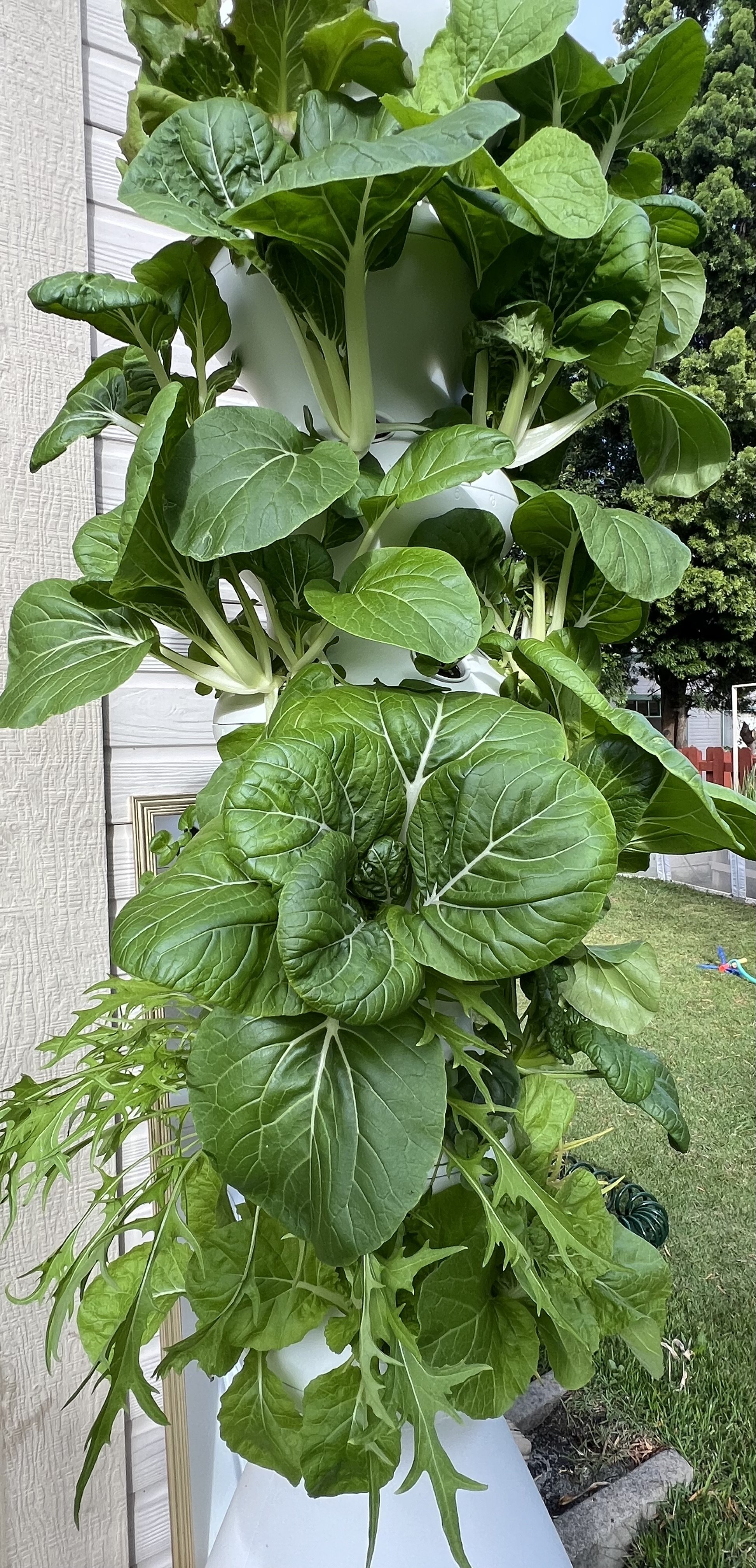Bok Choy Growing 3.jpeg