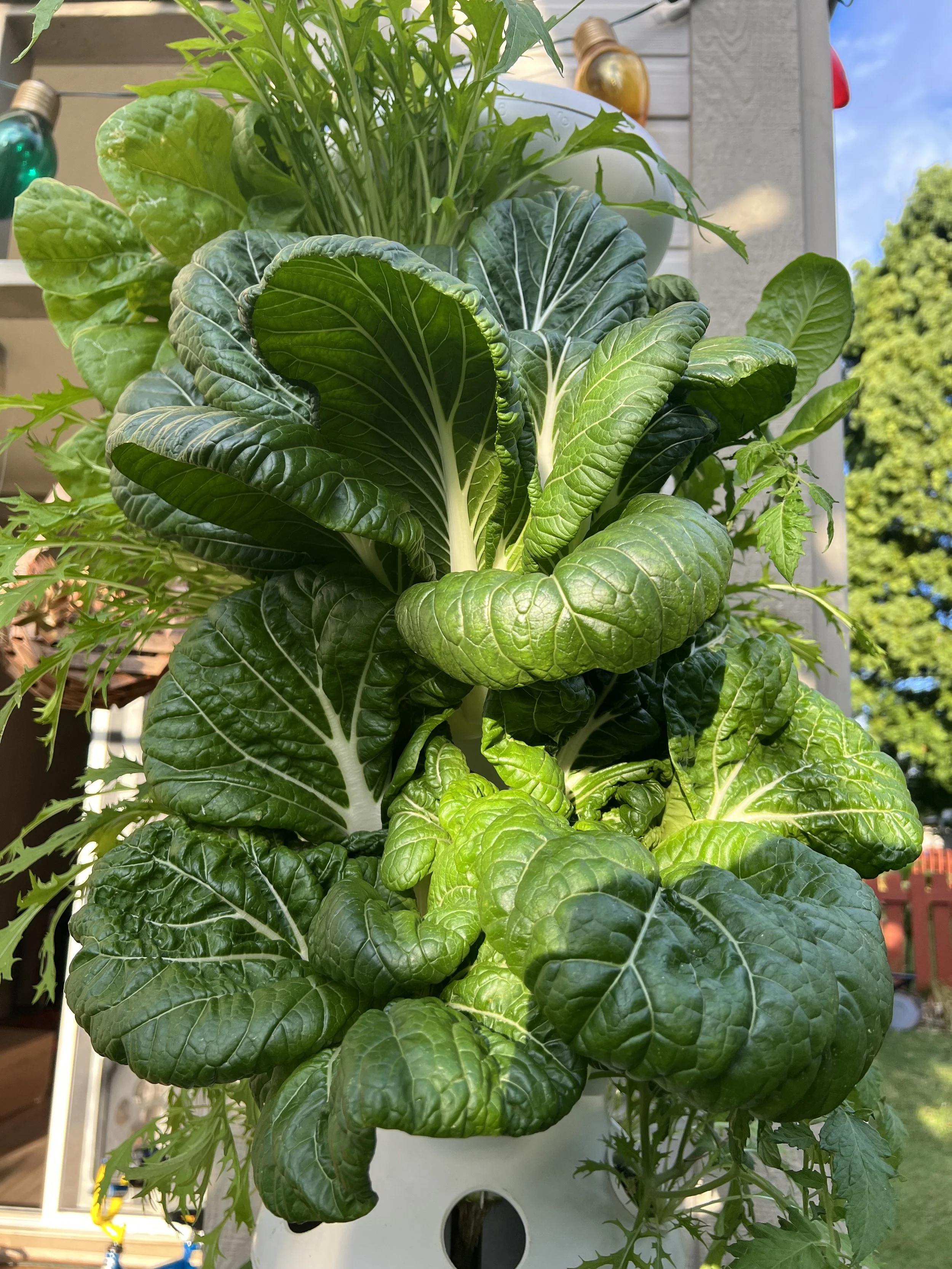 Fresh green leafy vegetables growing in a garden, with sunlight shining on them.