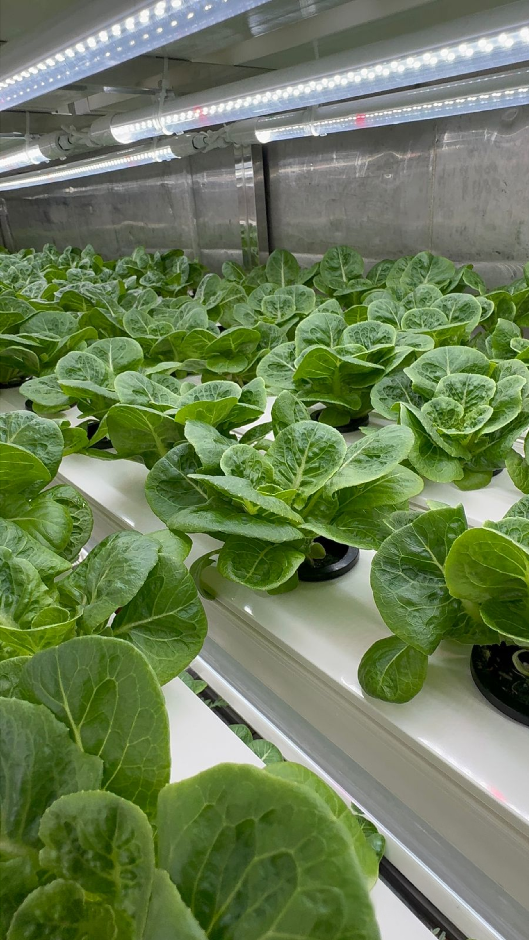 NFT indoor hydroponic lettuce close up
