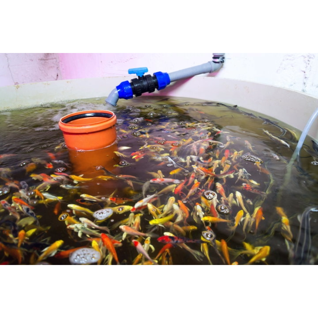Aquaponic system with fish tank and grow beds