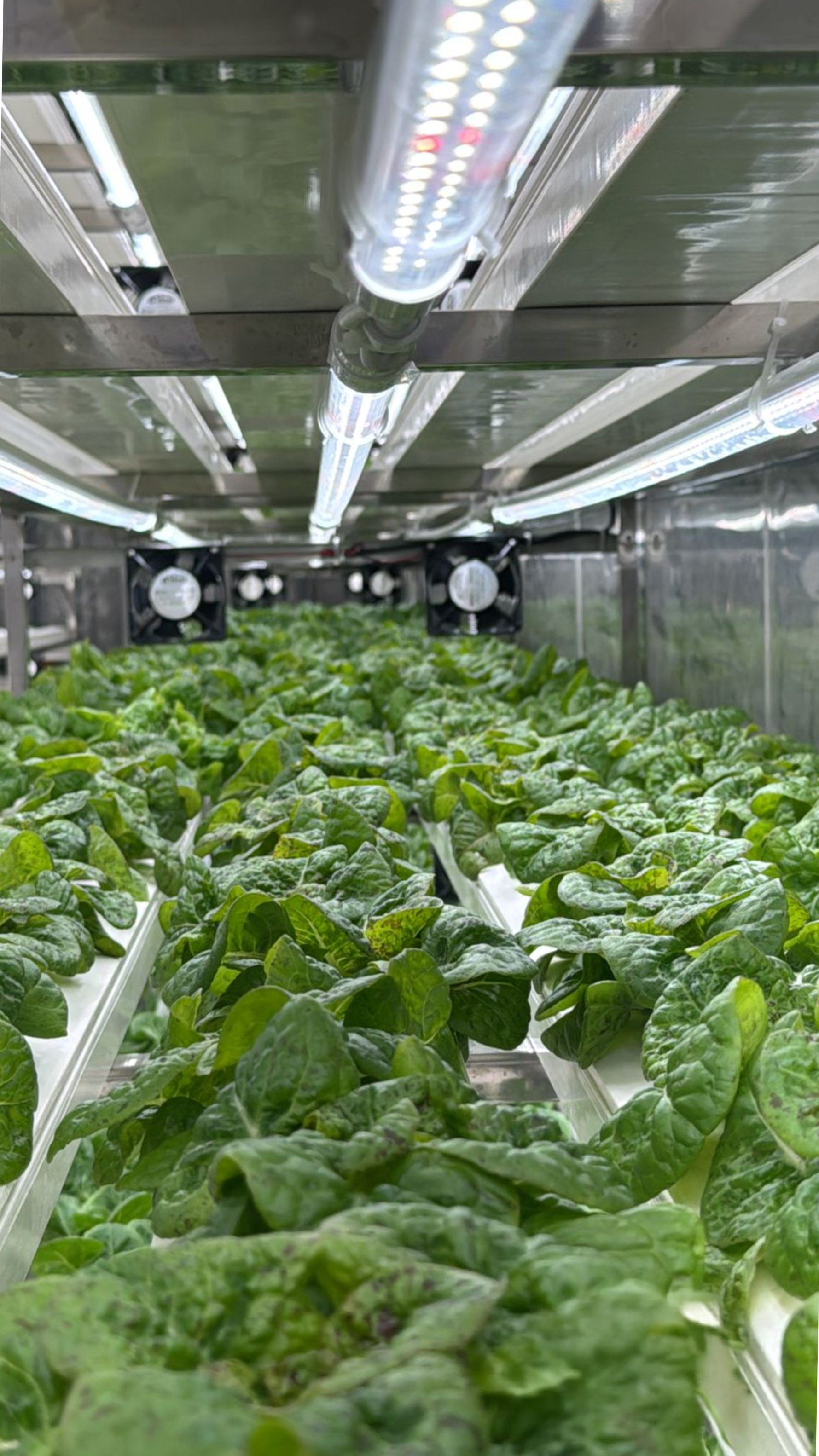 NFT indoor hydroponic long shot