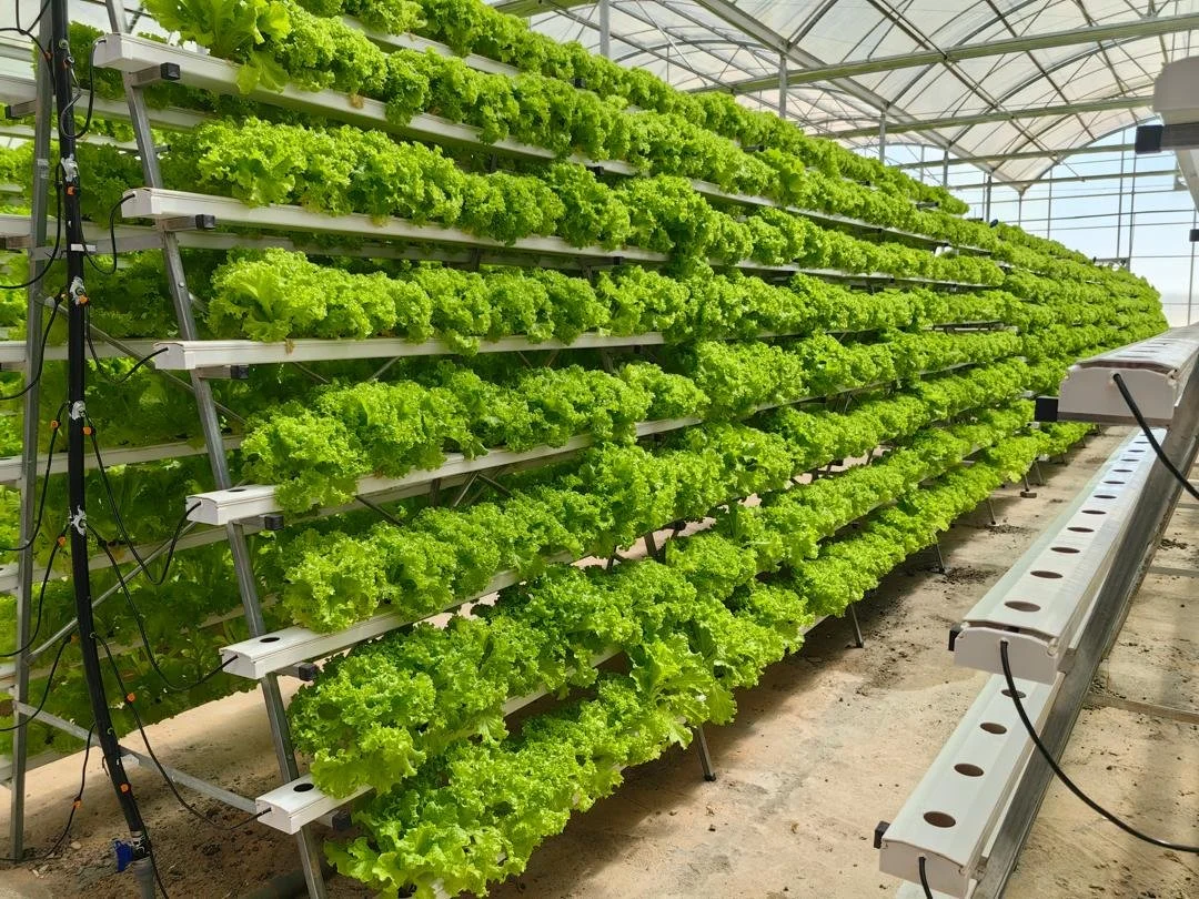 A-Frame hydroponic NFT system large greenhouse