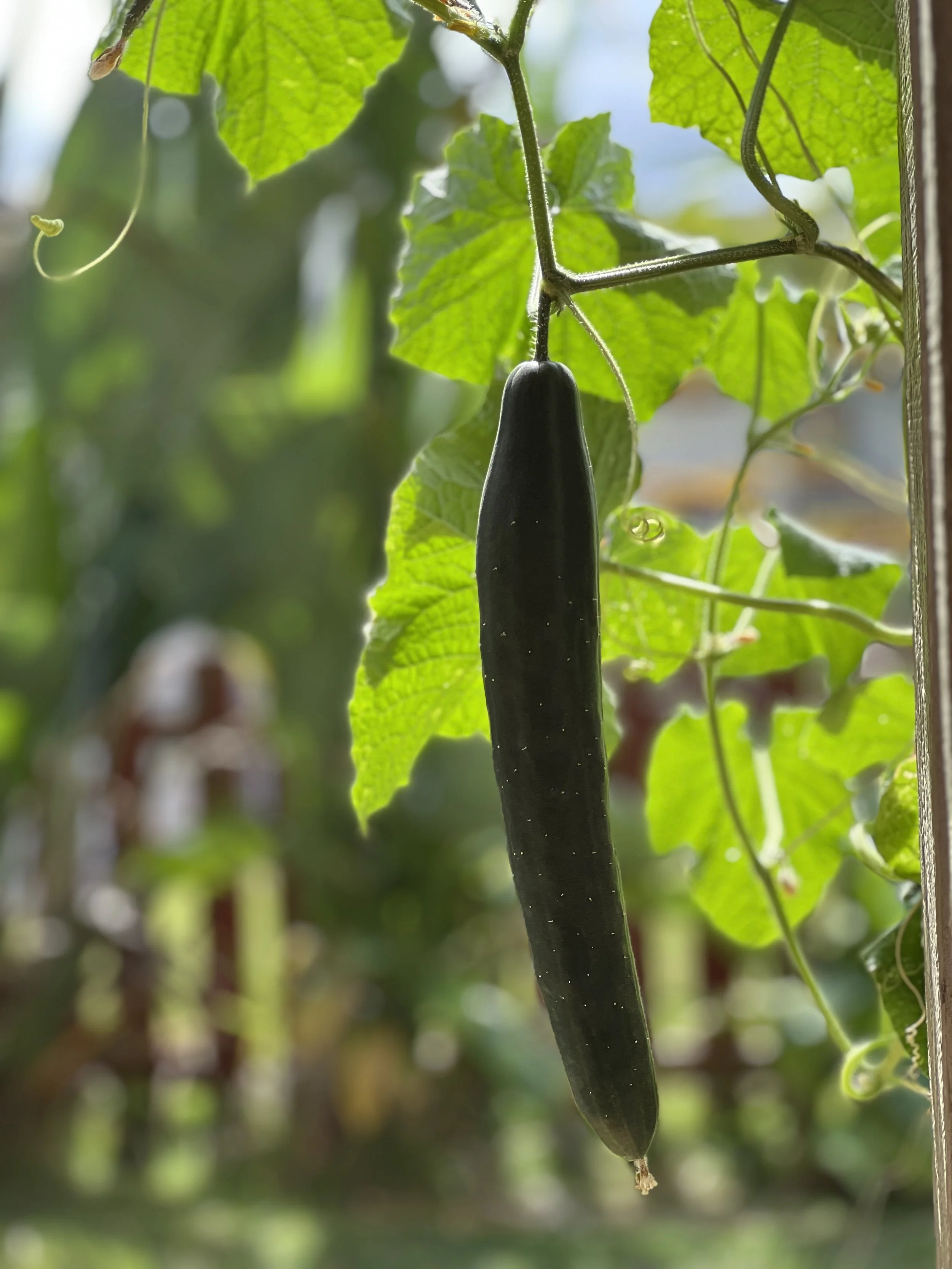 Hydroponic cucumber plant growing on O'ahu