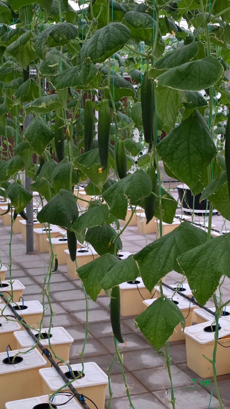 Cucumbers growing in DWC system