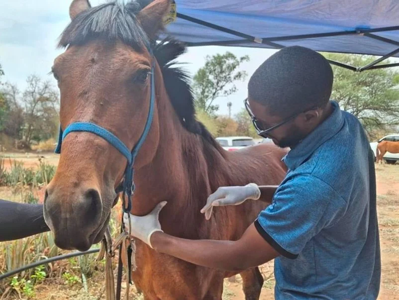 Gabane Equine Outreach | 11 October 2025
This month, HSB member Hannah Ryan led a successful outreach in Gabane Village, providing free veterinary care and African Horse Sickness vaccinations to local horse owners.
Thanks to the incredible support