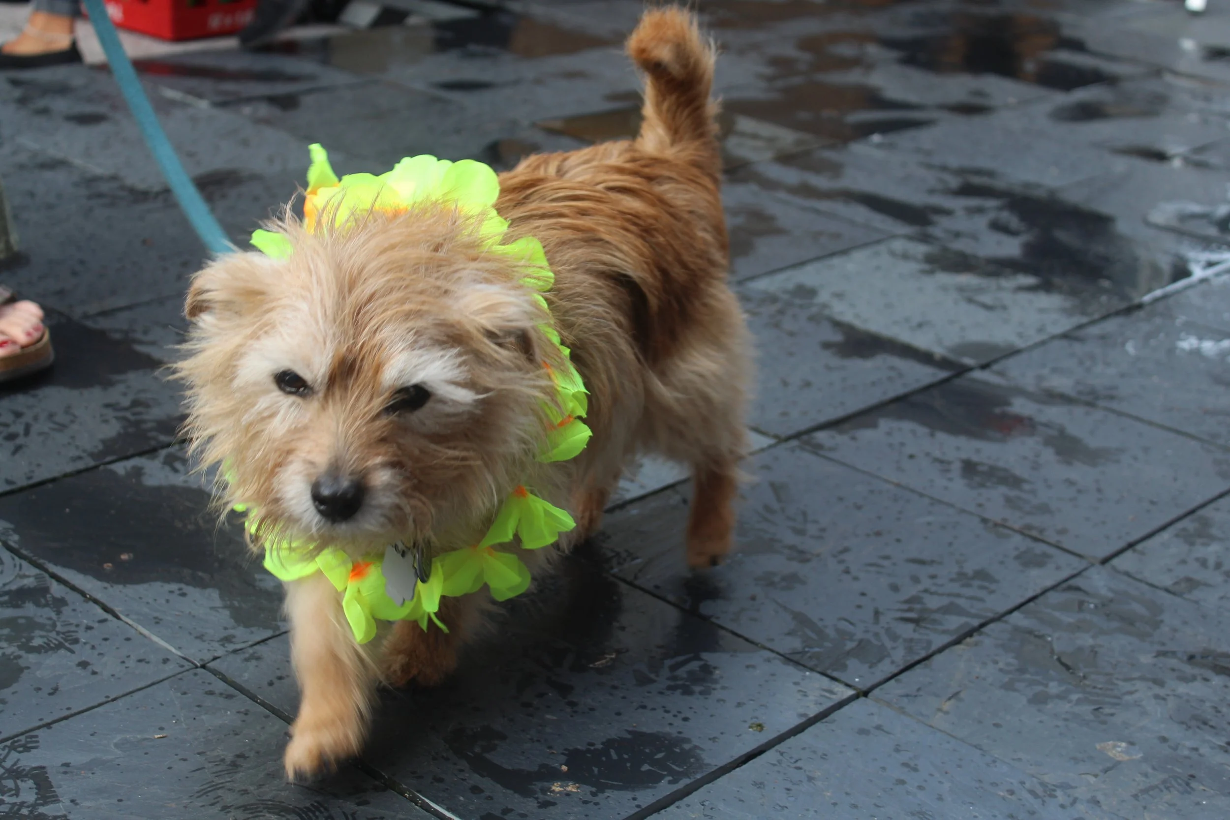 Dog with flower necklace