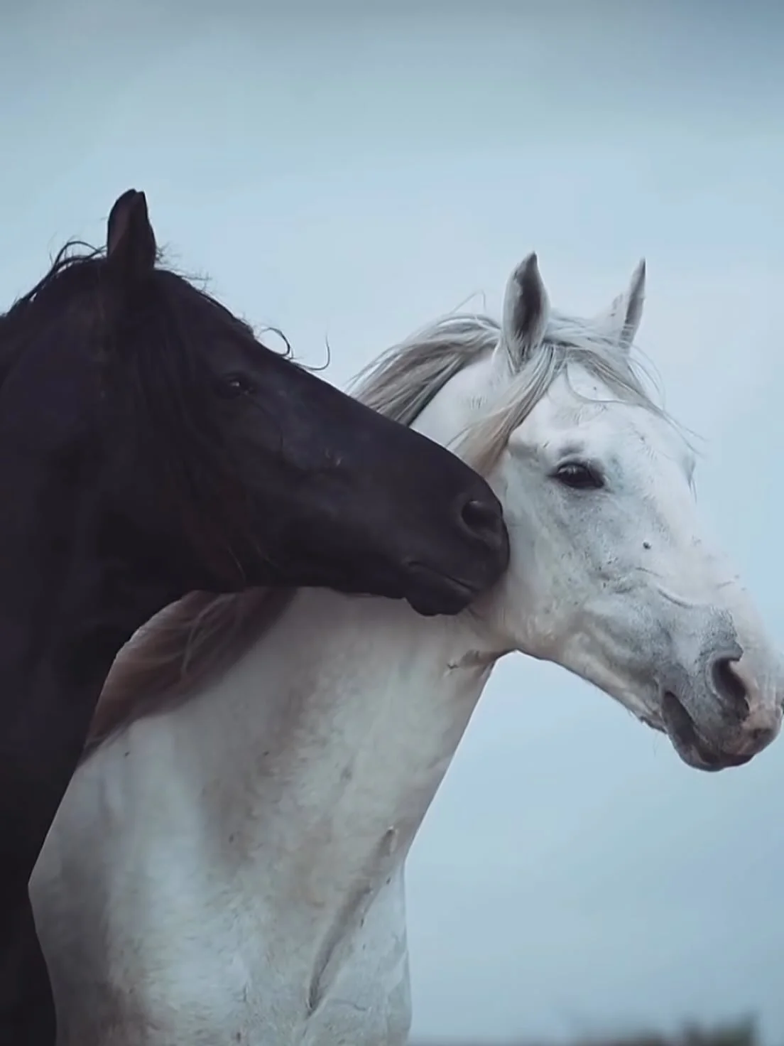 Aujourd&rsquo;hui s&rsquo;ouvre l&rsquo;ann&eacute;e du Cheval de Feu.

Le Cheval ne reste pas immobile.
Il avance. Il d&eacute;cide. Il trace.

Le Feu intensifie.
Il &eacute;claire. Il pousse &agrave; agir. Il ne tol&egrave;re pas la ti&eacute;deur.