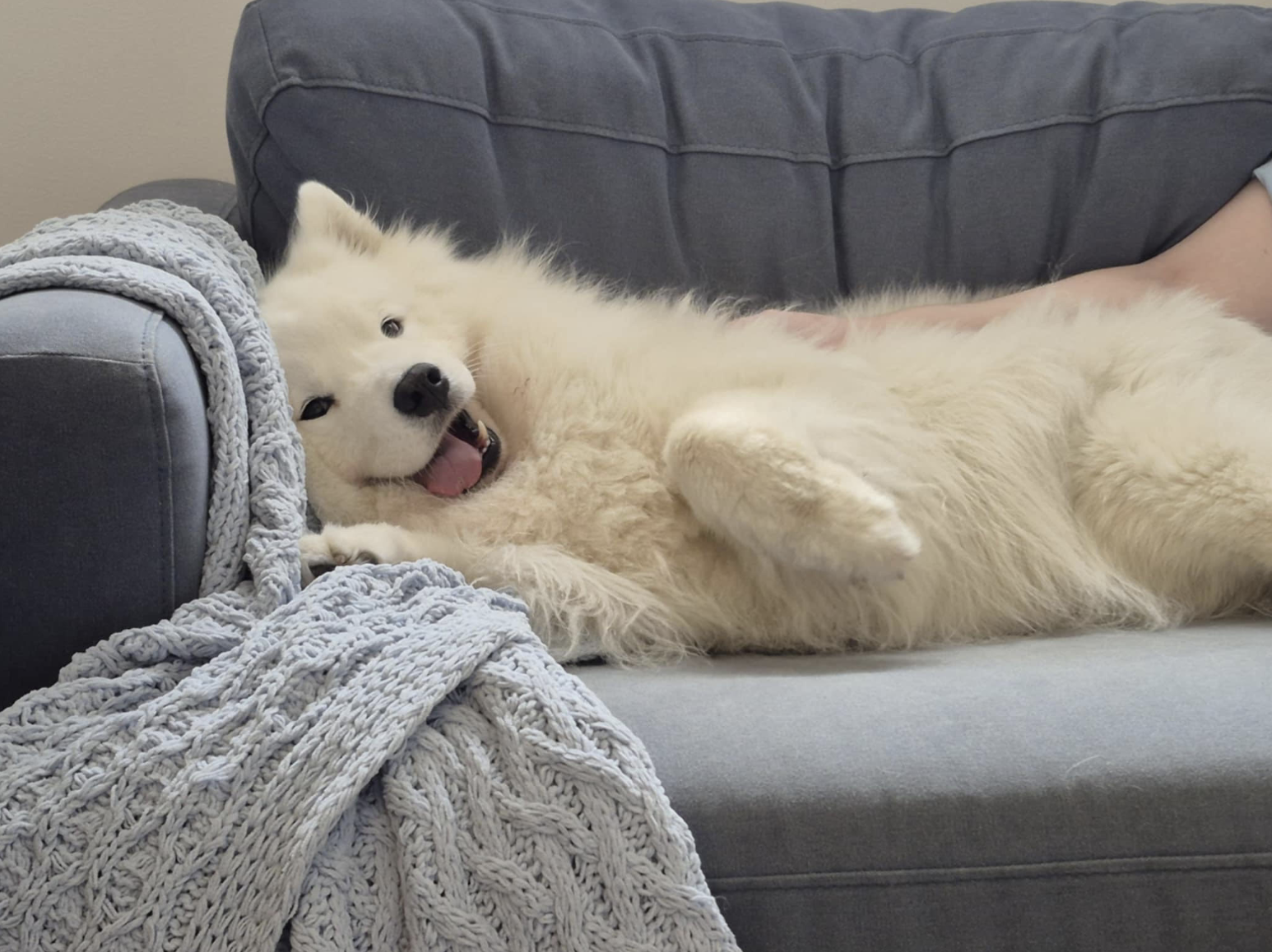 A white fluffy dog lying on a gray sofa, smiling with its tongue out, next to a gray blanket and a person's arm visible.