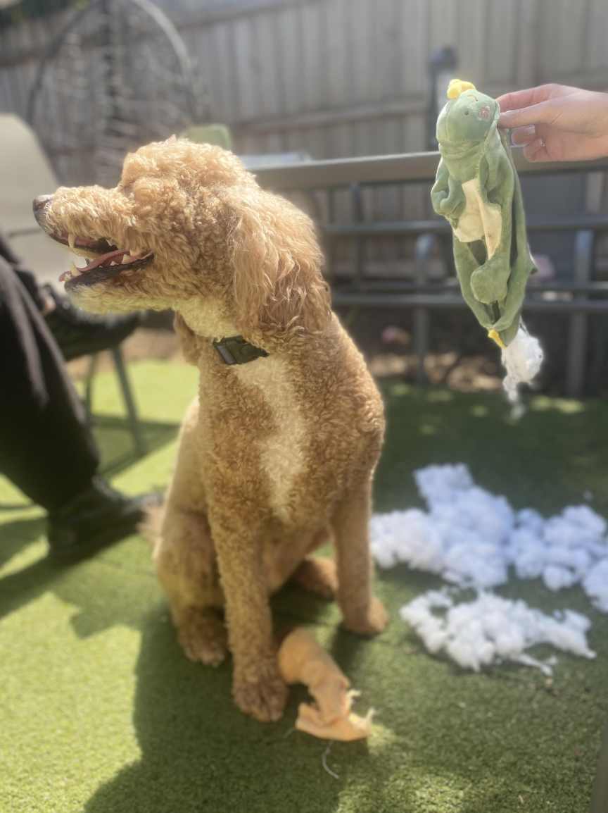 A fluffy brown dog with curly fur sitting outdoors on green grass, with a chicken toy in its mouth, a stuffed frog puppet held by a person, and white stuffing scattered on the ground.