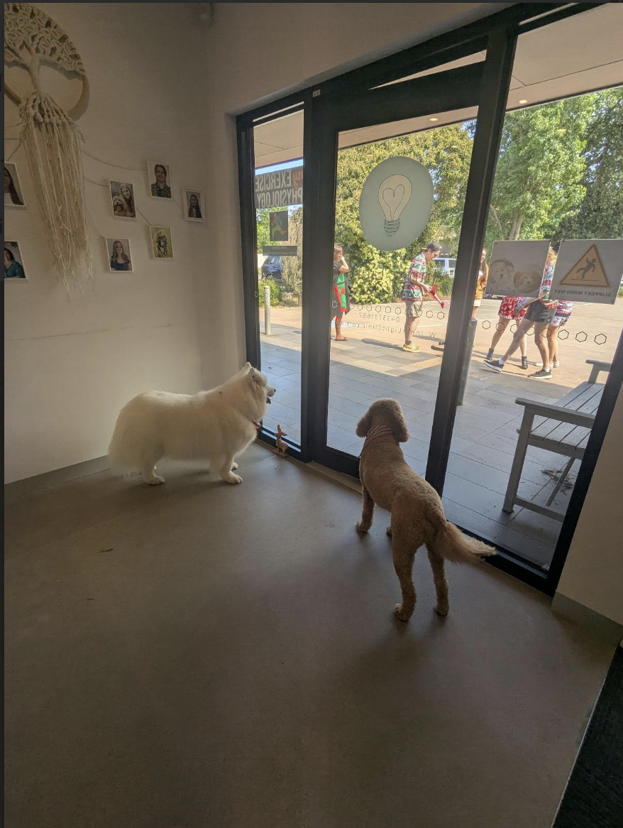 Two dogs, a white fluffy one and a brown curly-haired one, face a glass door leading outside, where people are walking on the sidewalk.
