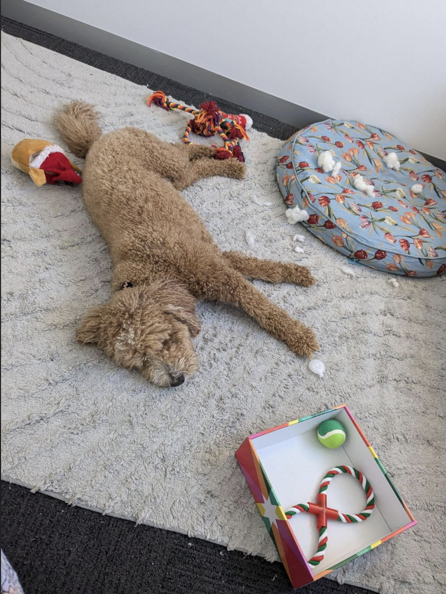 A curly-haired dog lying on a light-colored rug surrounded by dog toys, a colorful dog bed, and an open gift box containing a green tennis ball and a red and white twisted rope toy.