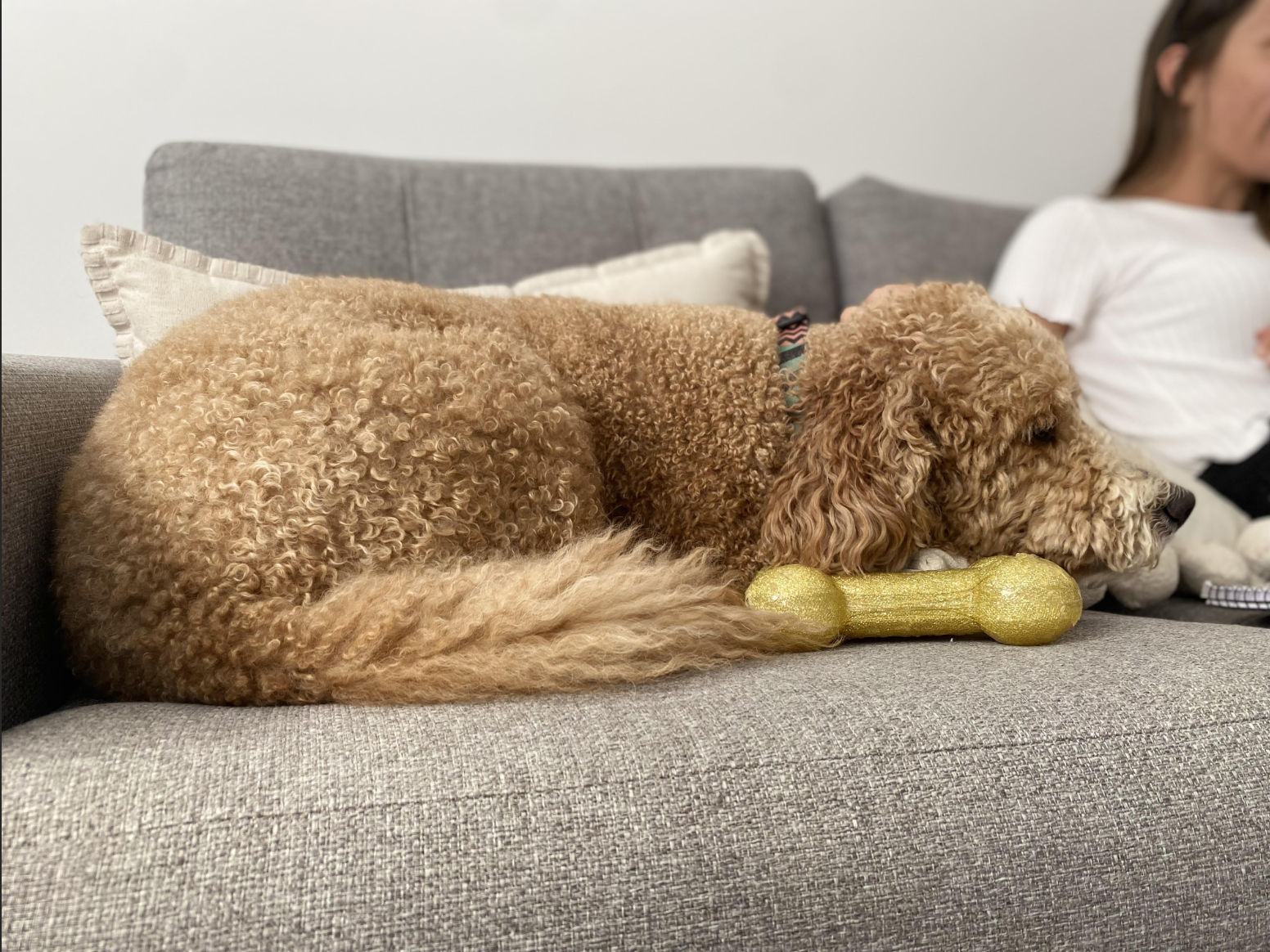 A curly-haired, golden-brown dog resting on a gray sofa with a gold chew toy under its chin, next to a woman sitting on the same sofa.