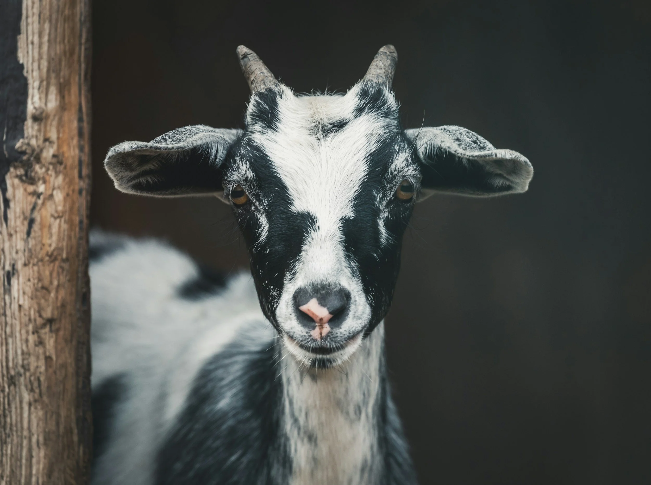 unsplash-image-o96Lf_wuM5o.jpg