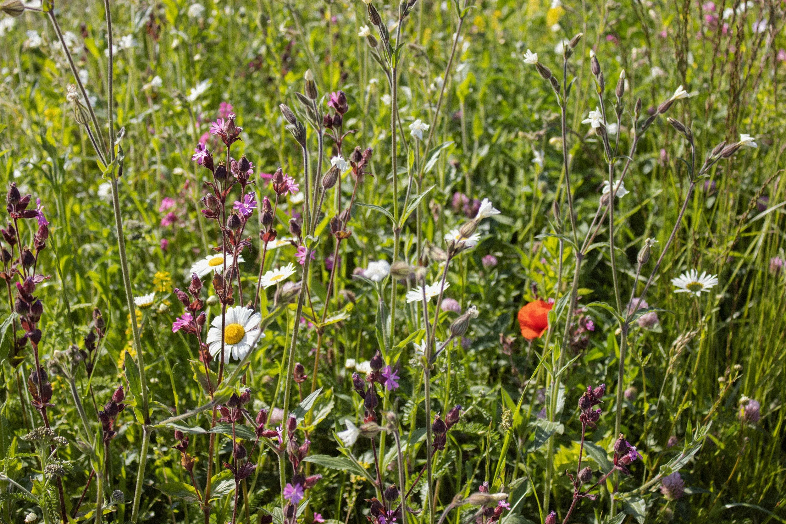 unsplash-image-qRVV4qZO1Mo.jpg