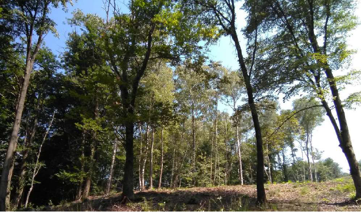 Recupero selva castanile Agra Bassa e realizzazione strada agroforestale