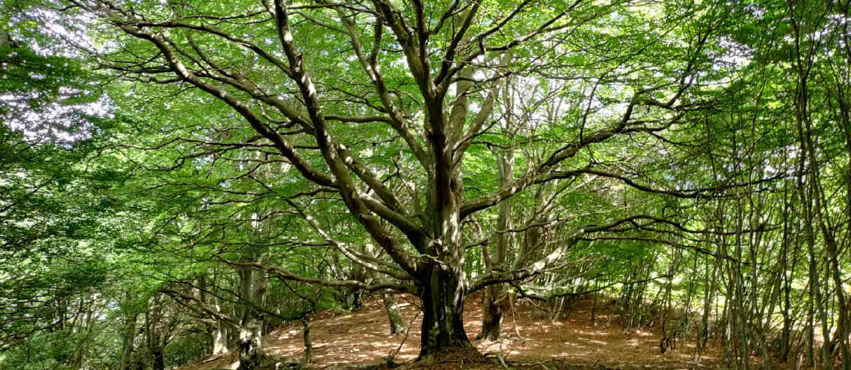 Valorizzazione agricola ai monti di torricella