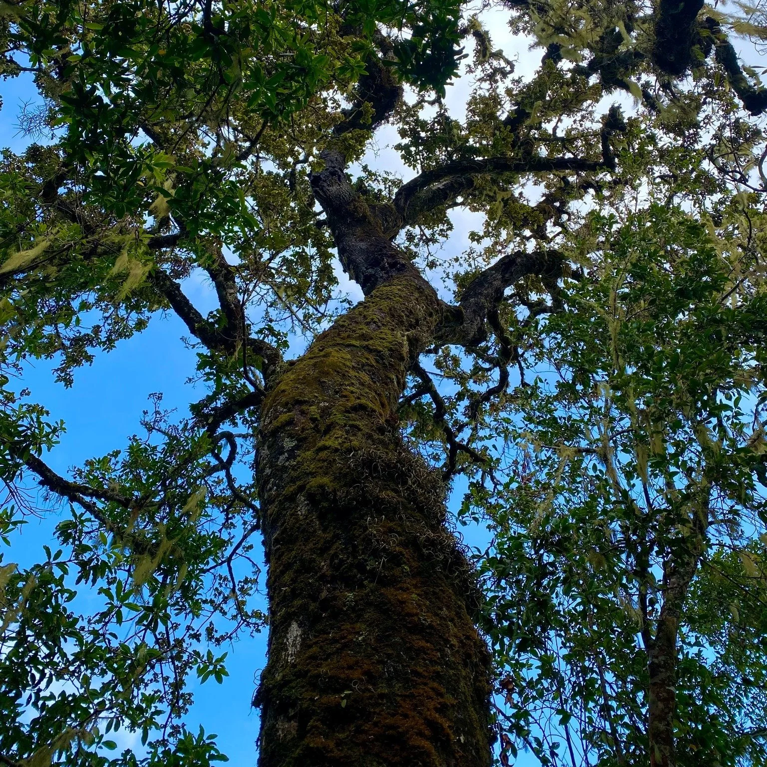 Looking up 

👀 🍃 

😮🫠