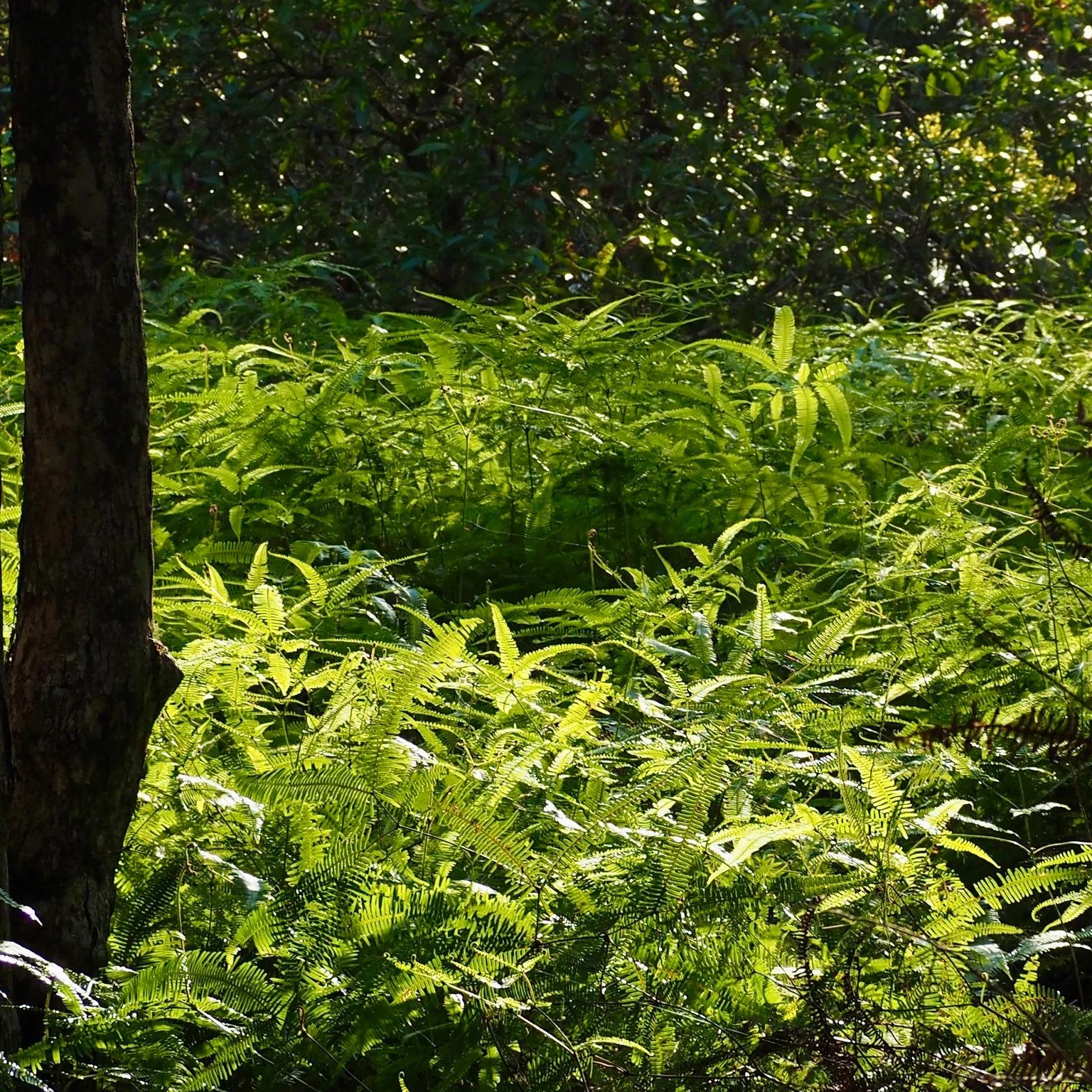 Light on growth 

I love to see the sunlight illuminating, warming and giving life to the forest floor-dwellers. 

☀🌱