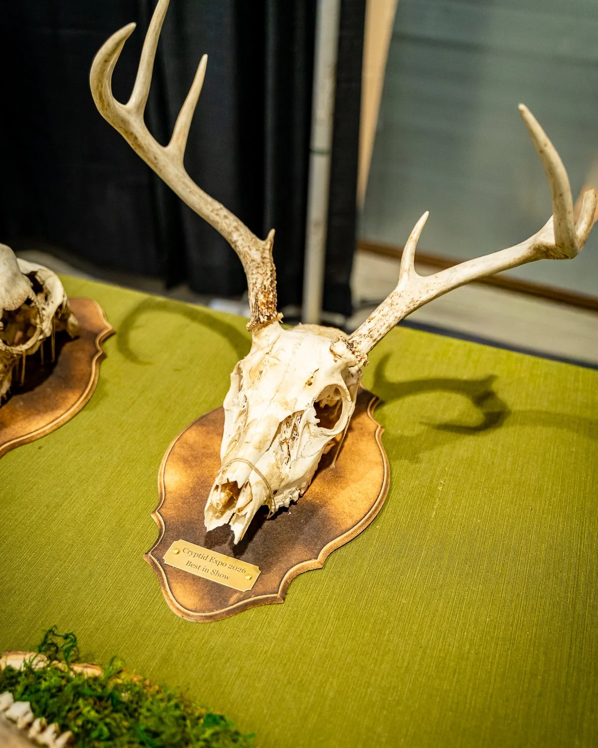 Cryptid Tattoo &amp; Obscurities Expo — Documentary Event Photography
