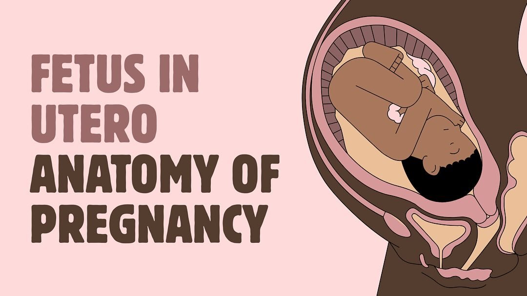 Understanding the structures that support pregnancy helps us see how the body works to protect and nurture a baby before birth. Knowledge can bring confidence and connection as you prepare for your own journey. ♡

#TheGentleHour #DoulaCare #Pregnancy