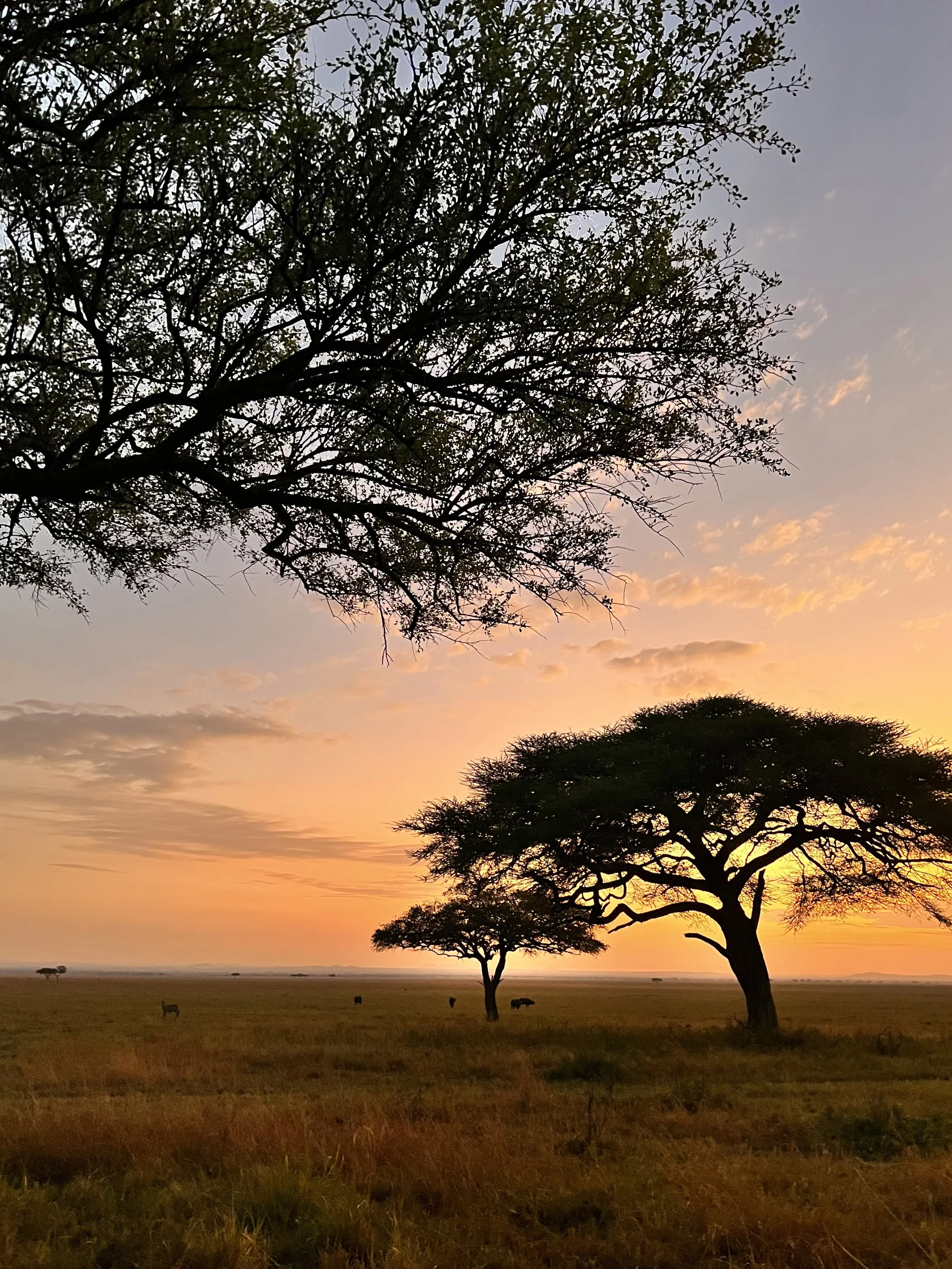 Moyatoh and Tanzania