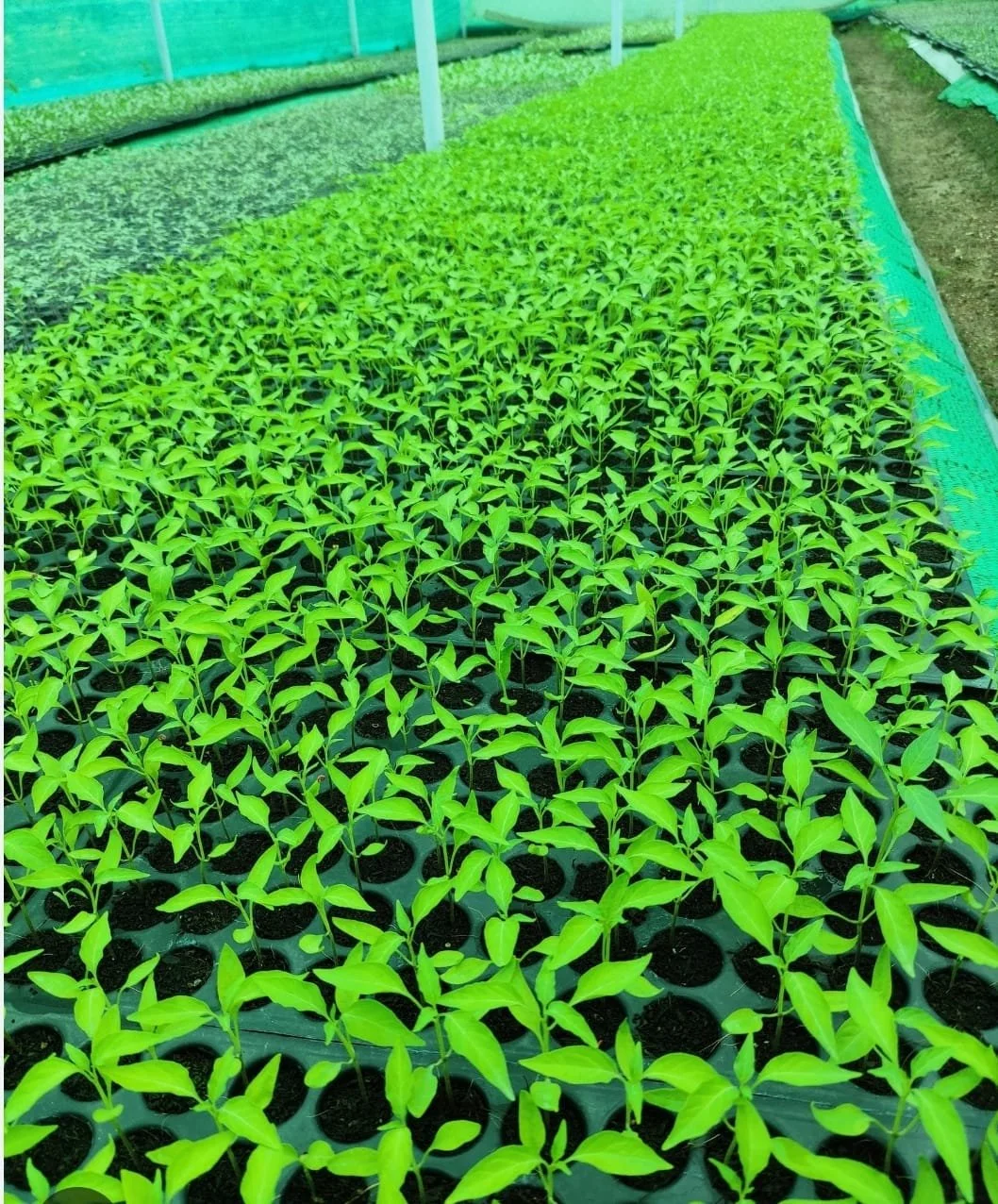 WhatsApp Image 2025-08-02 at 13.41.02.jpeg