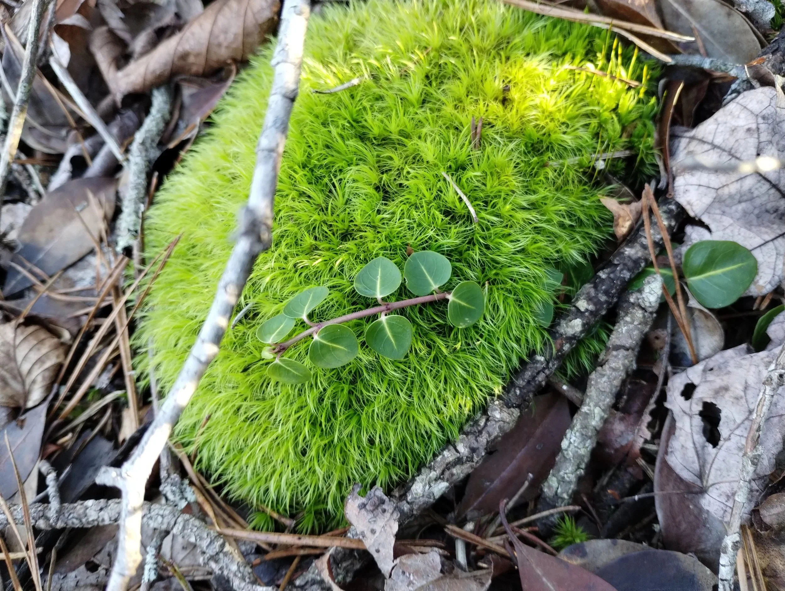 Moss popping out from the forest floor