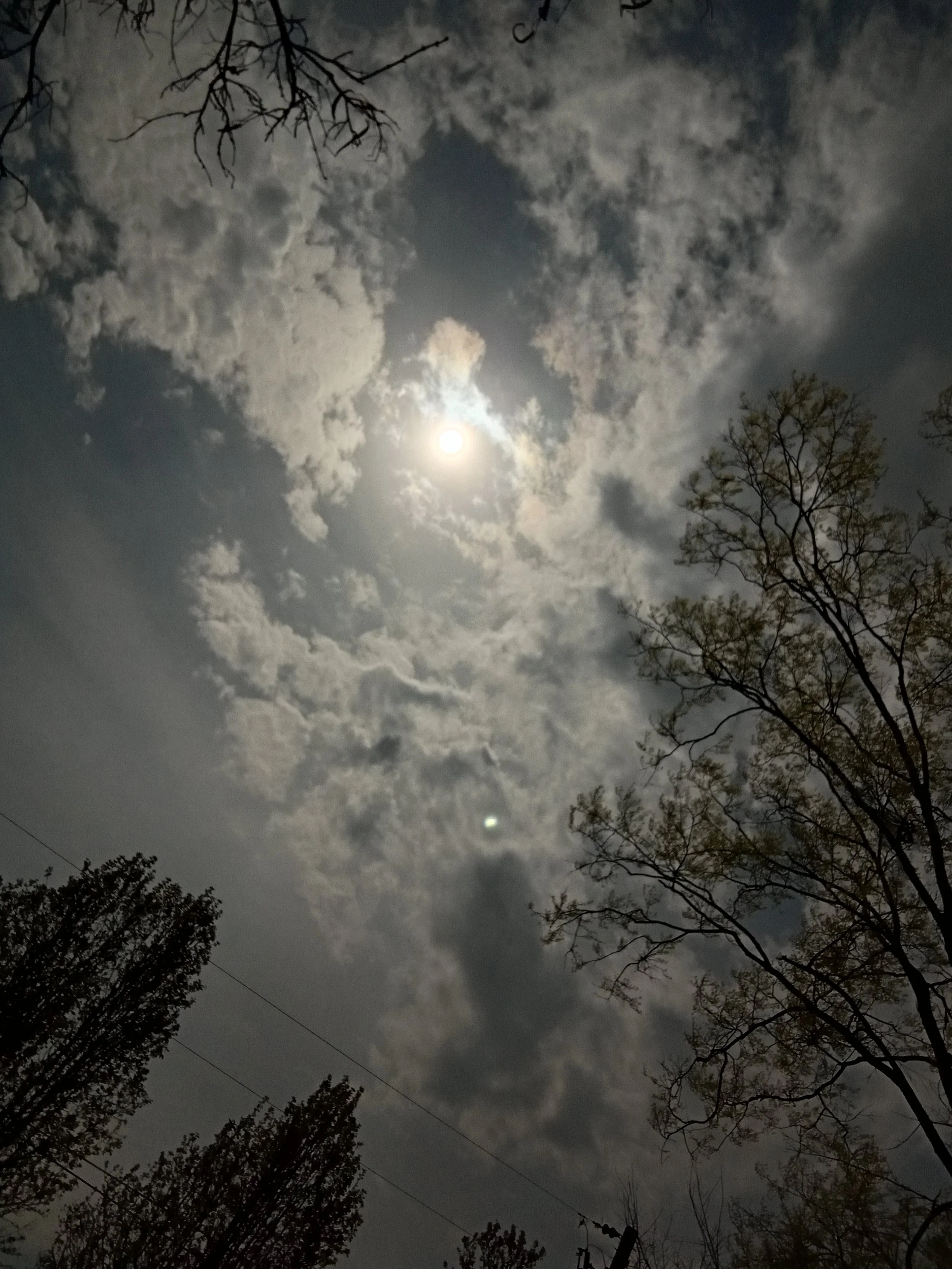 Nature bathing under the partial solar eclipse on April 8th, 2024