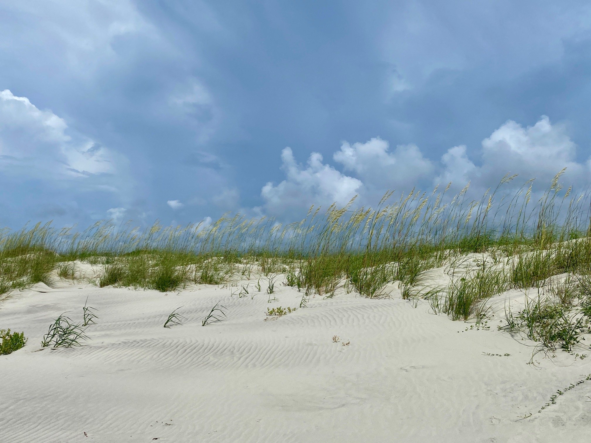 Sandy beach with green grass and tall plants under a cloudy sky.