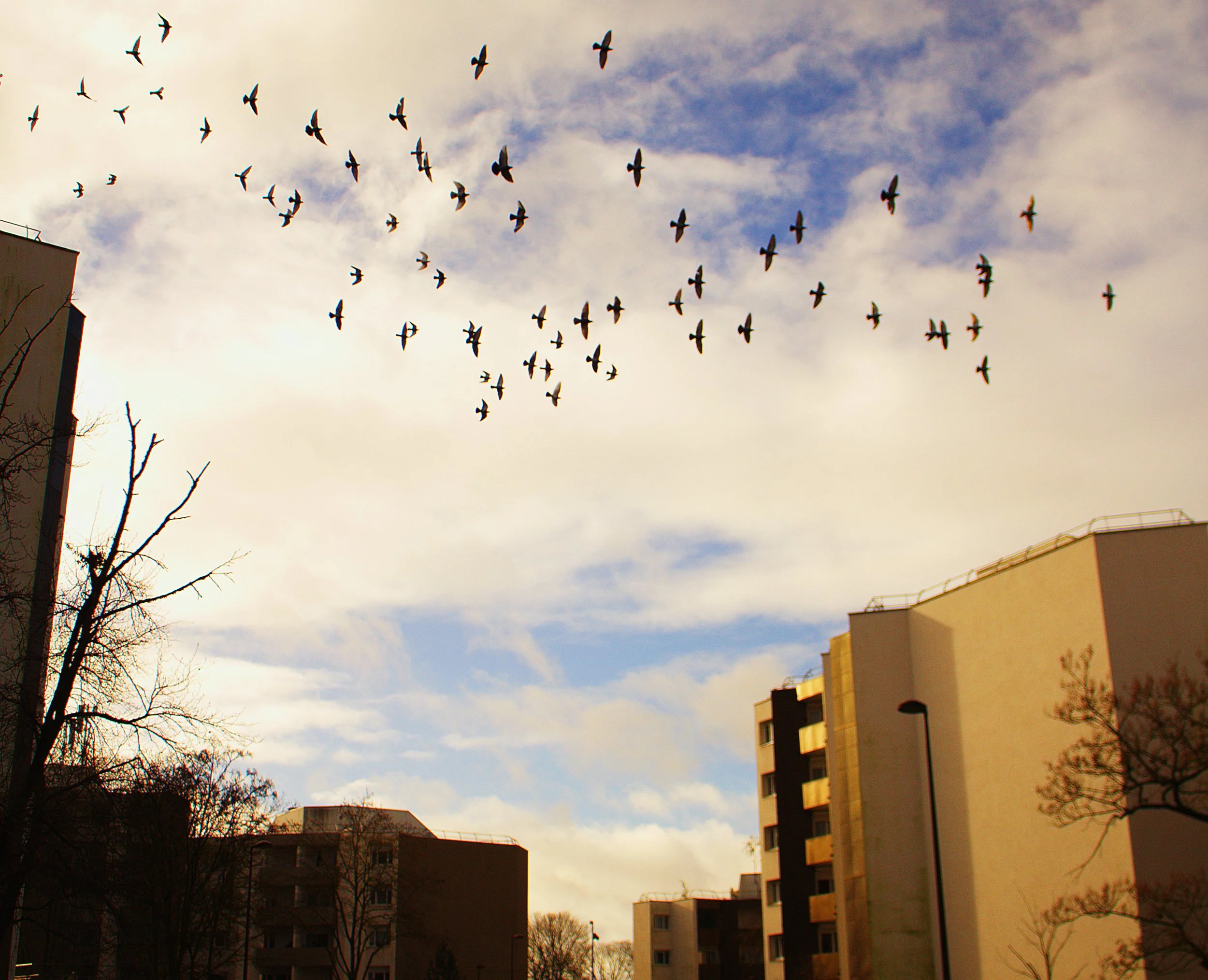 Les Dix Arpents : récit d’un quartier oublié