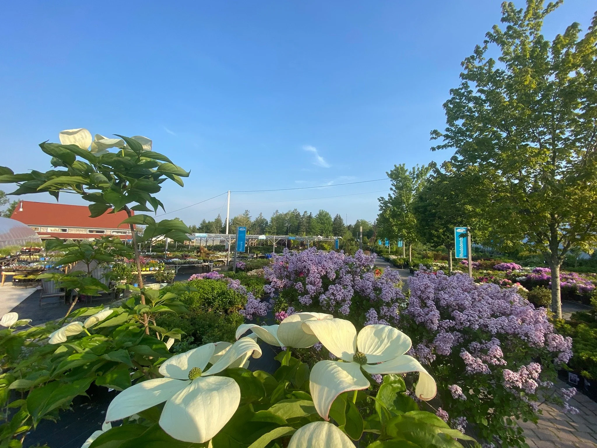 A garden center with various flowering plants in bloom, including white and purple flowers, under a clear blue sky with a tree on the right and a building with a red roof in the background.