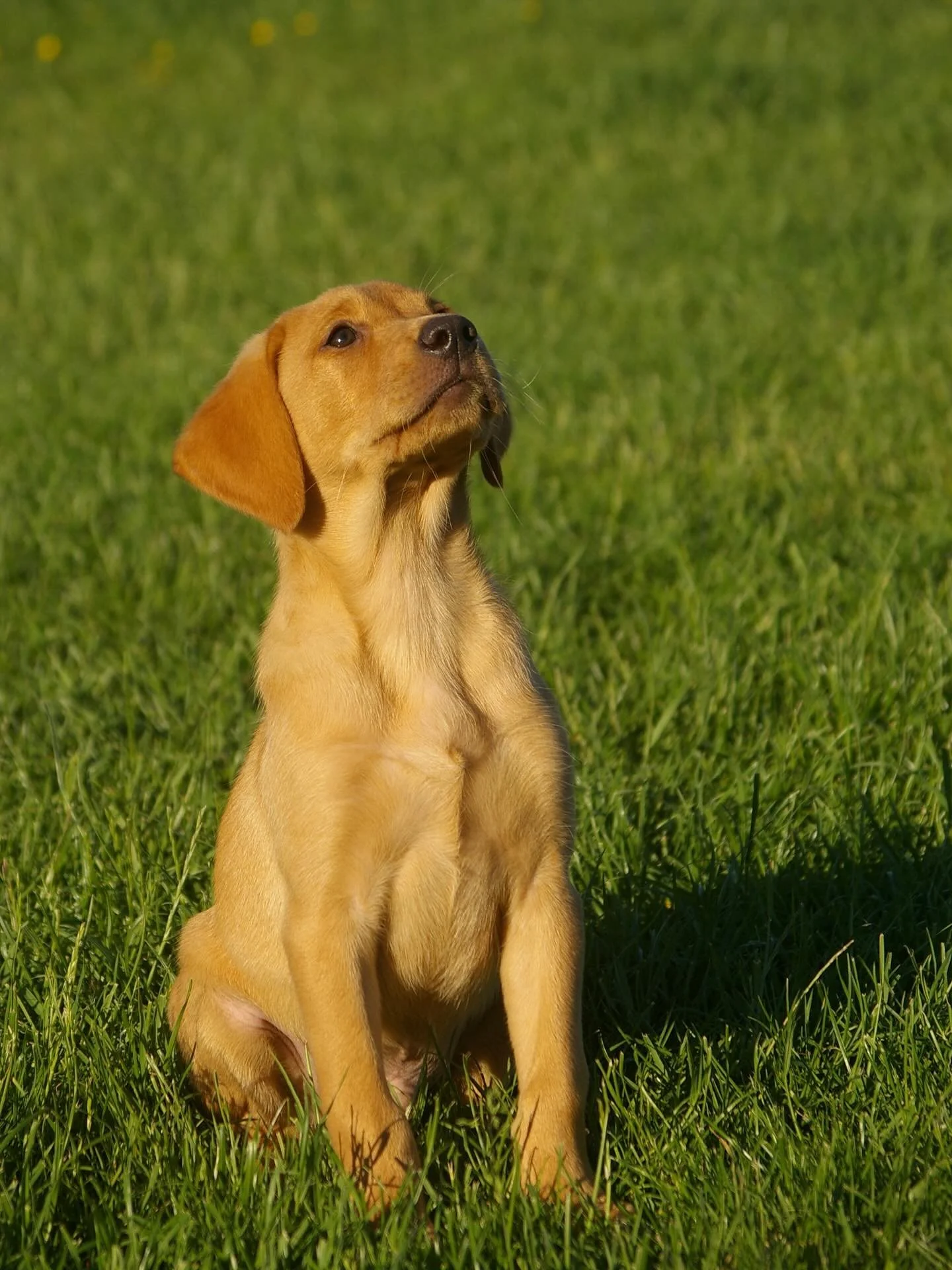 Introducing Frank! #fedonvetspec #bredonvetspec #fedonpureflax #poweredbypureflax #labradorpuppy #labrador #gundogpuppies #farlavalepuppies #farlavalegundogs