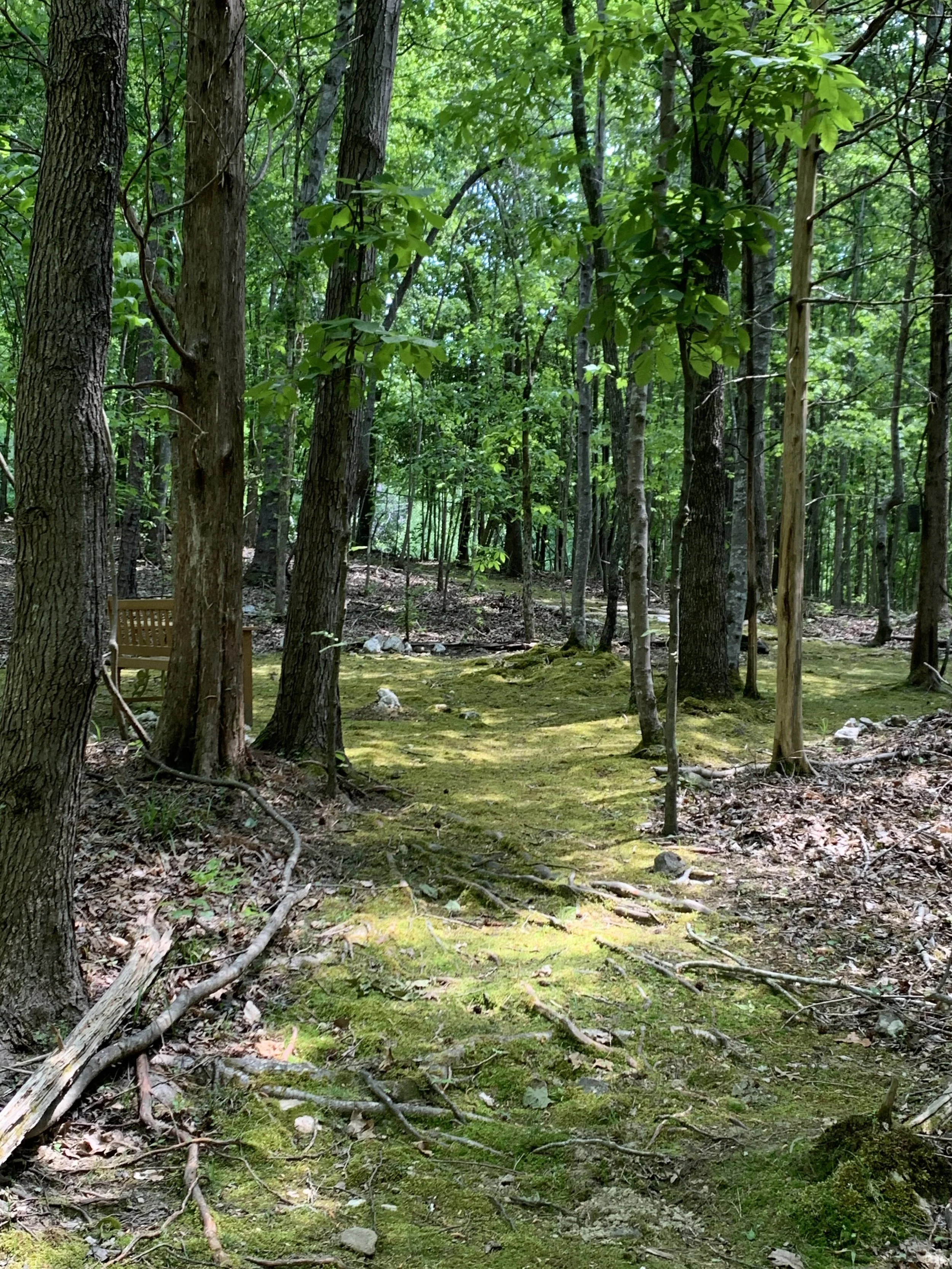 A forest scene with tall trees, green leaves, moss-covered ground, and a wooden bench in the background.