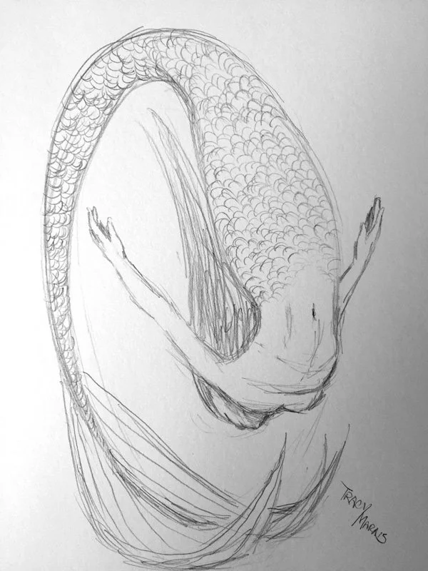 Original Hand-drawn sketch of a mermaid in motion, using the line of motion, with detailed scales, fins, and hair on a plain background, signed by Tracy Marais.