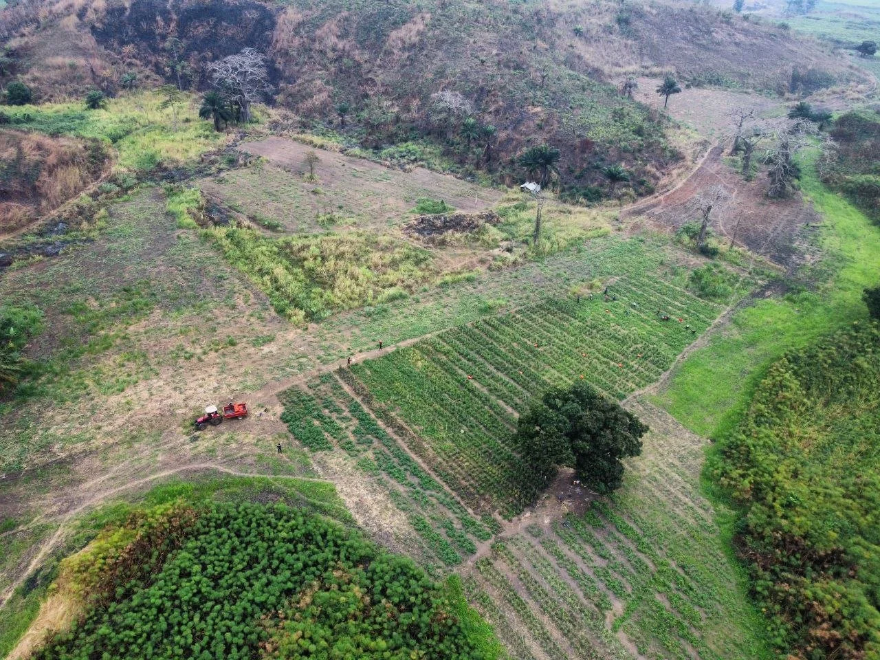 Vistas aériennes de champs agricoles et de collines verdoyantes, avec des arbres dispersés et un tracteur dans un champ.