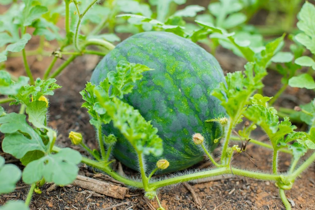 Une pastèque verte sur le sol, entourée de feuilles de plante。」}}ençs  {