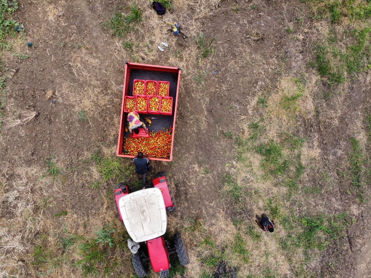 Vue aérienne de personnes récoltant des tomates dans un champ, avec un petit véhicule rouge et plusieurs caisses remplies de tomates.