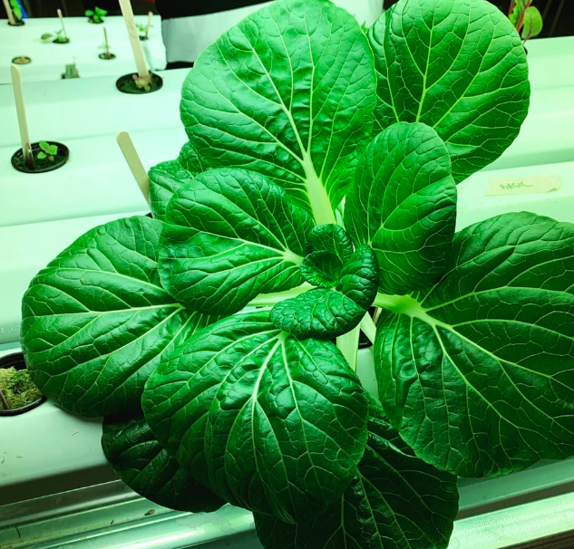 Garden &amp; Hydroponic Lab