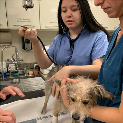 Host a student intern