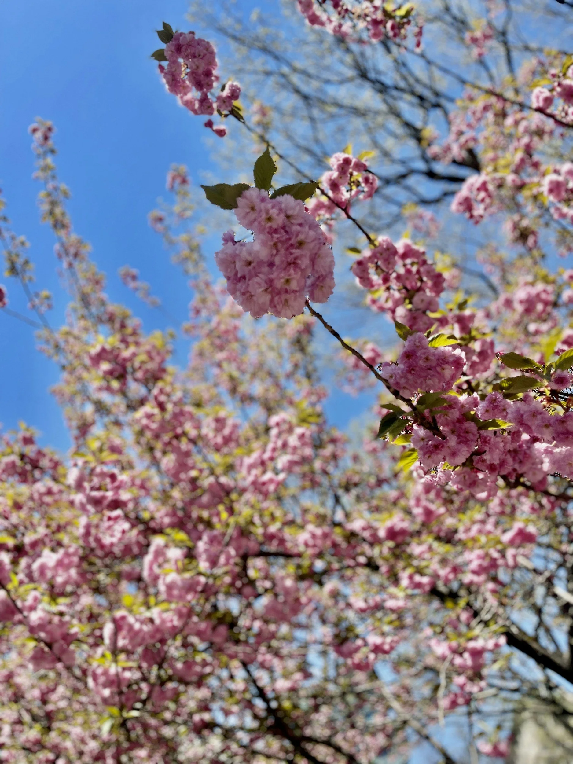SCHOOLS CLOSED: SPRING RECESS