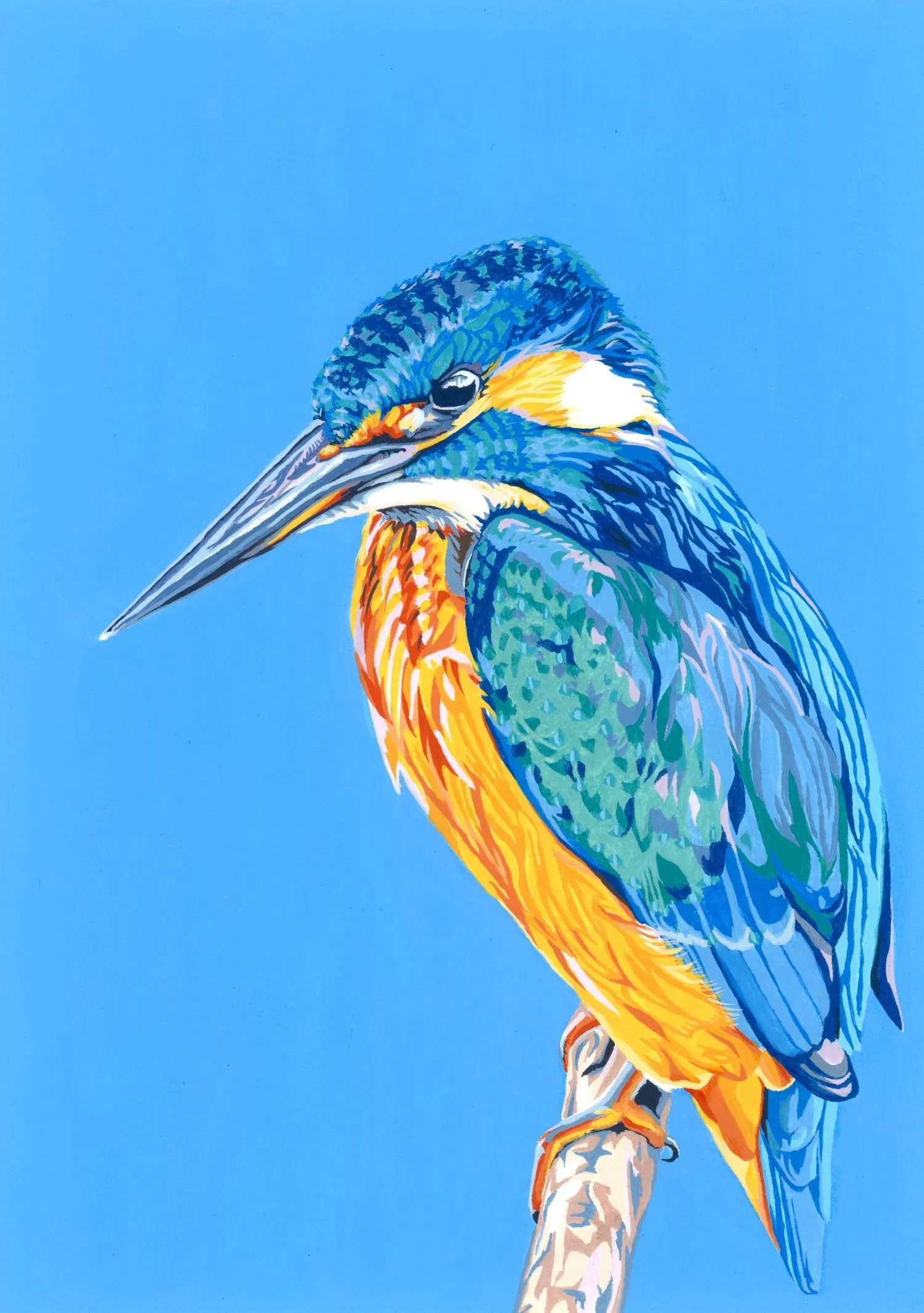 Kingfisher on Blue
